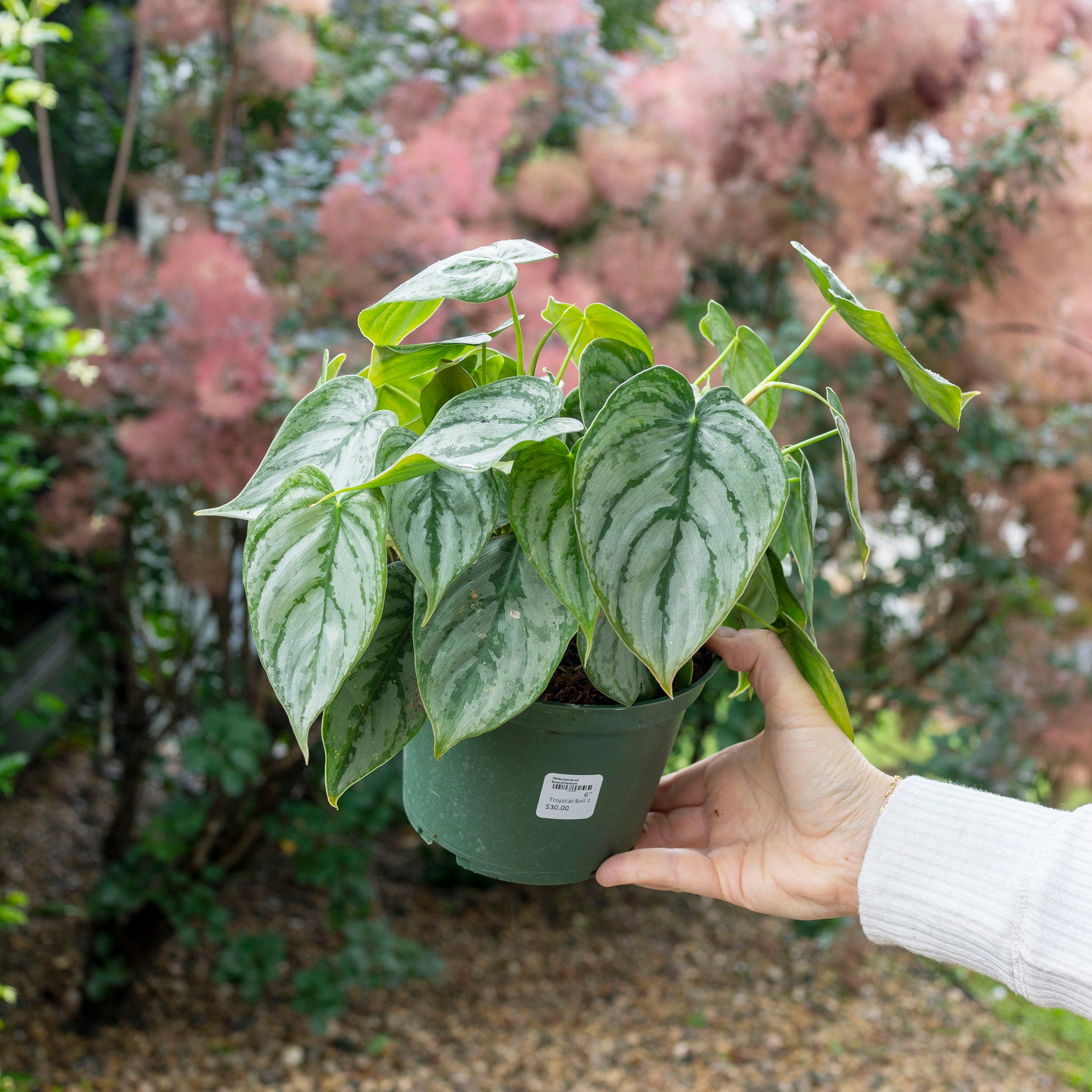 Philodendron brandtianum