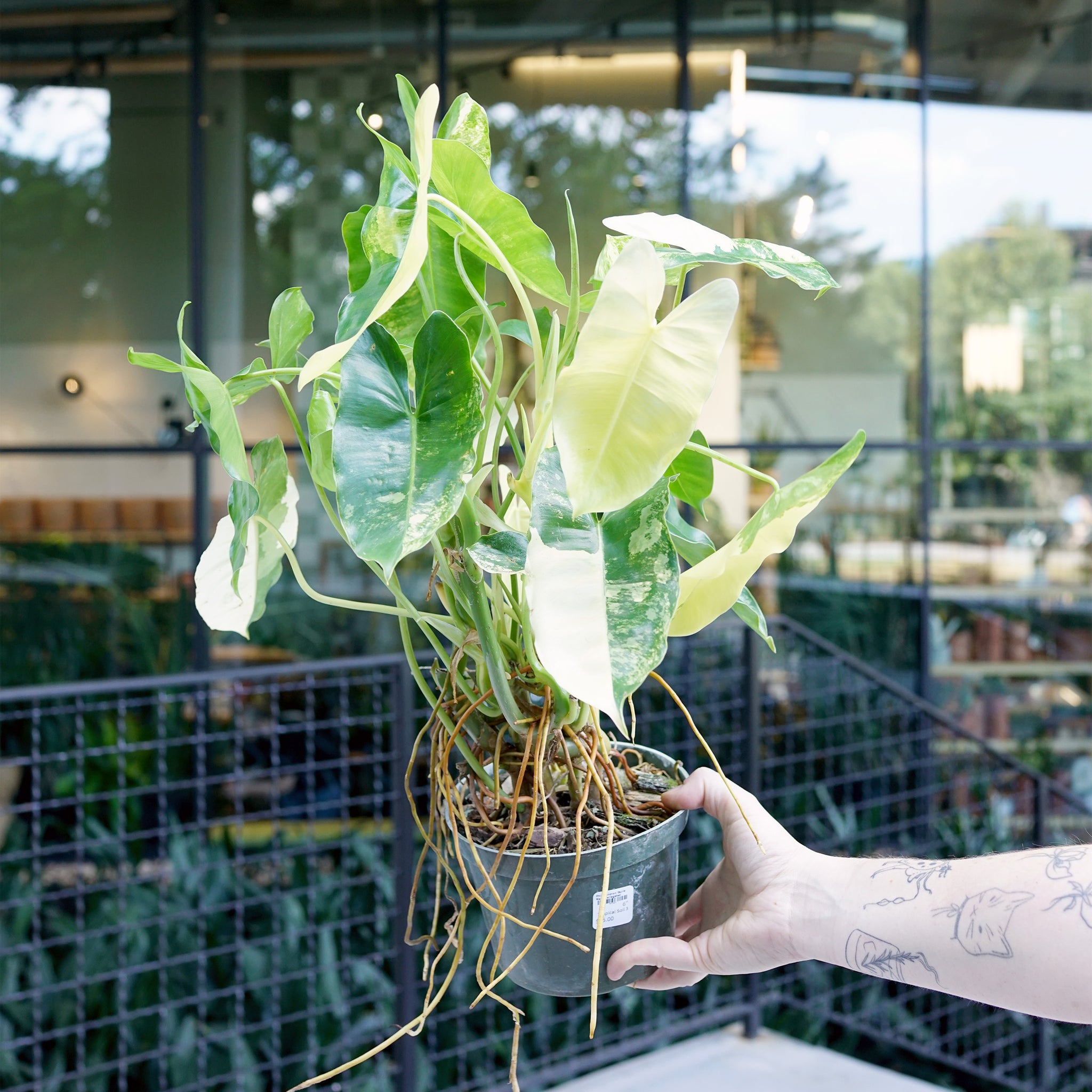 Philodendron 'Burle Marx' variegated