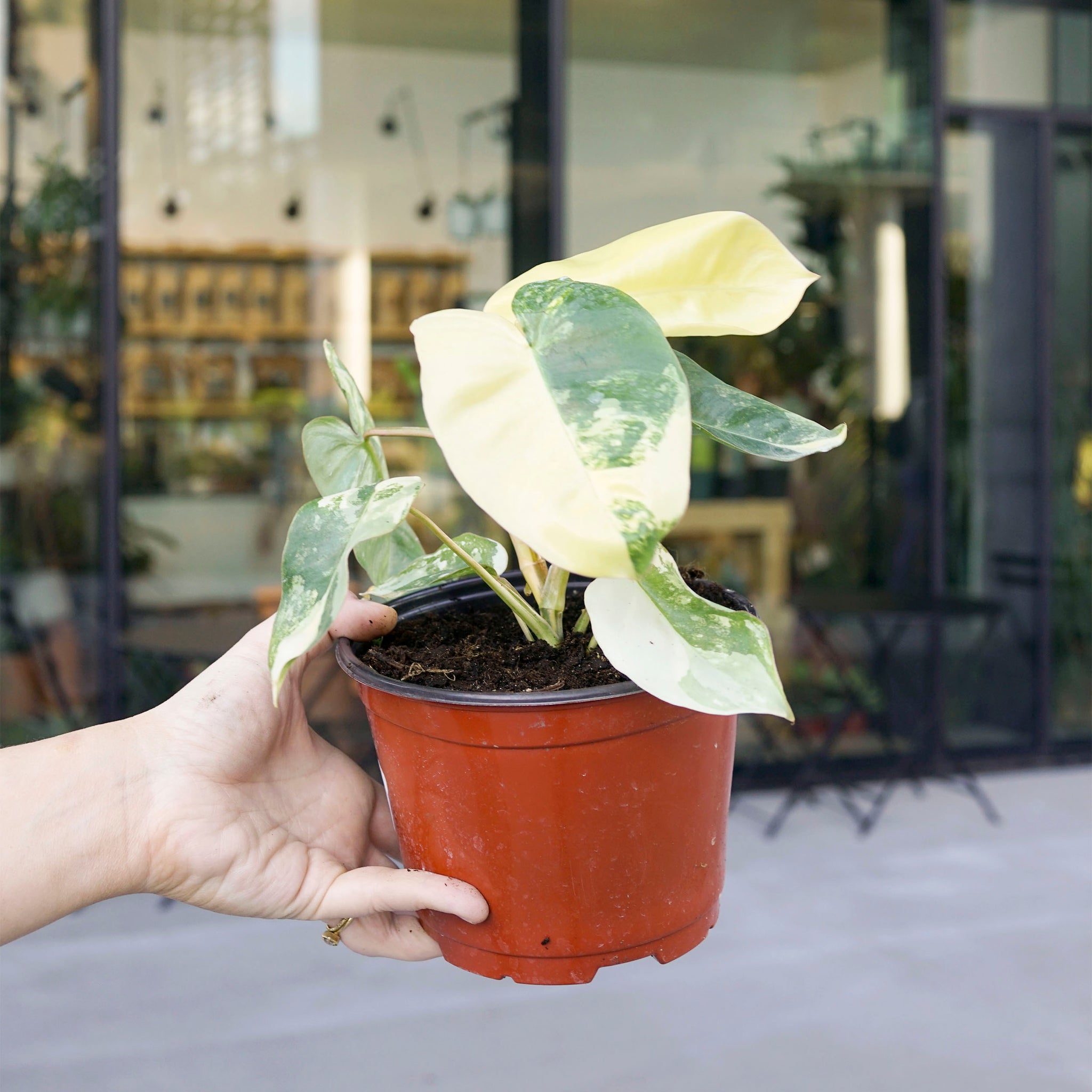 Philodendron 'Burle Marx' variegated