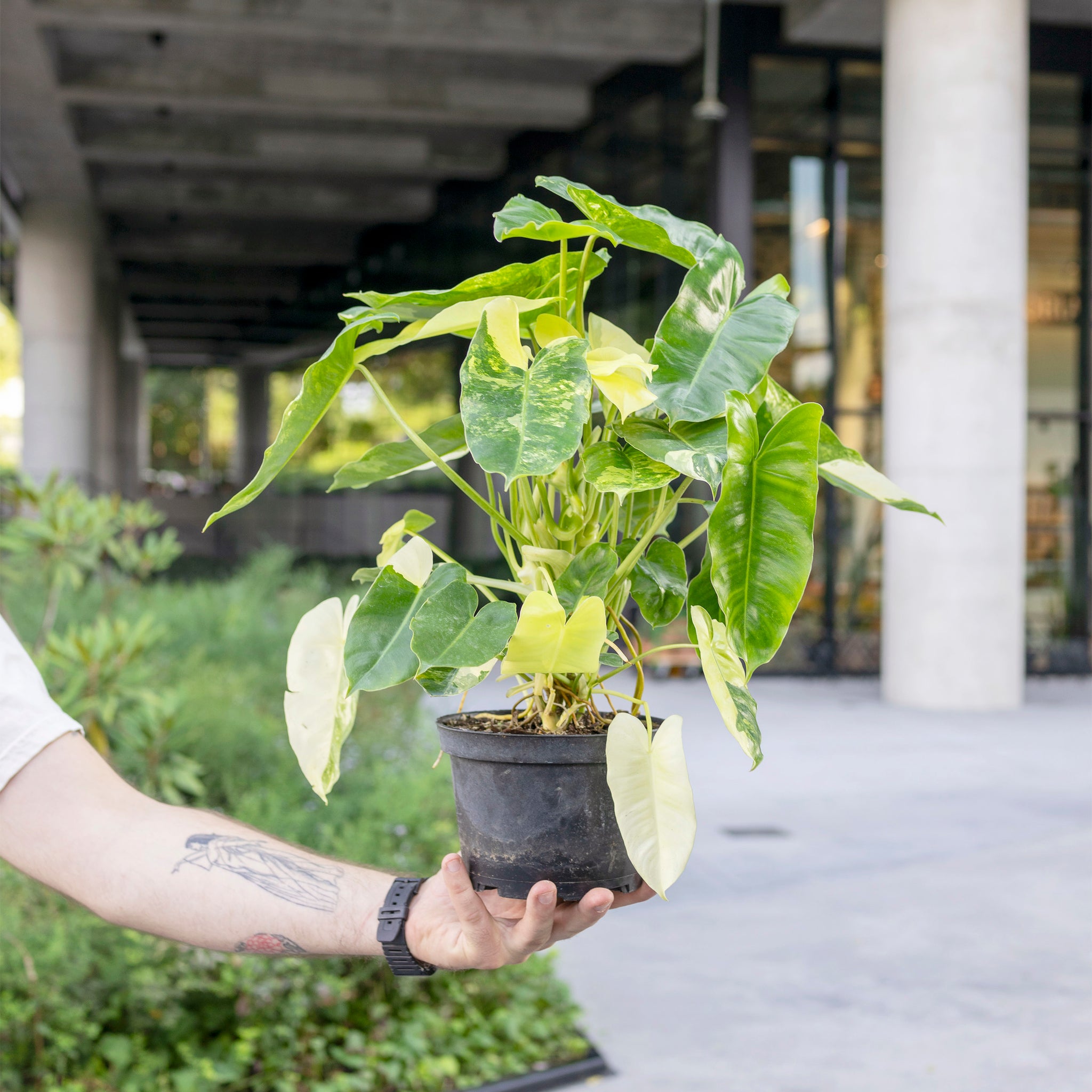 Philodendron 'Burle Marx' variegated
