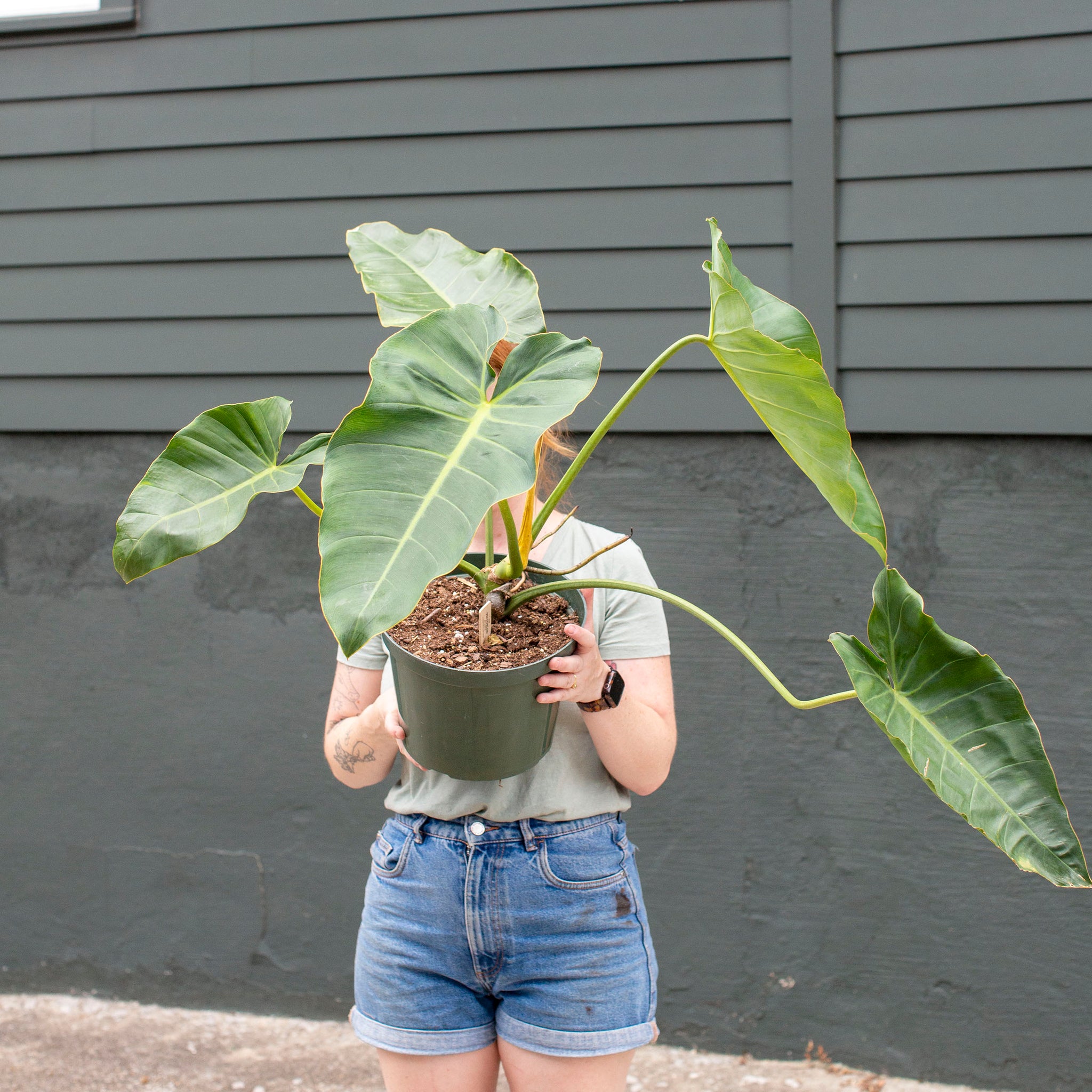 Philodendron lindstromii