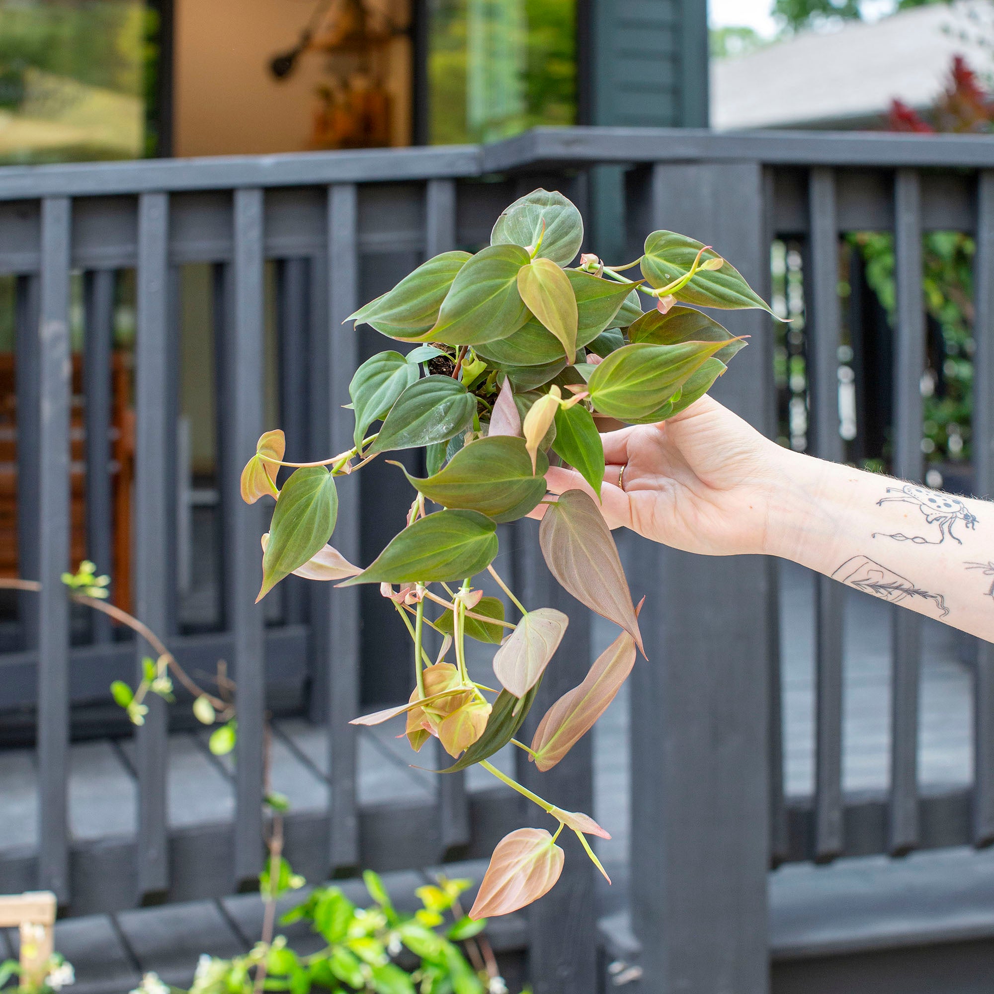 Philodendron hederaceum 'Micans'
