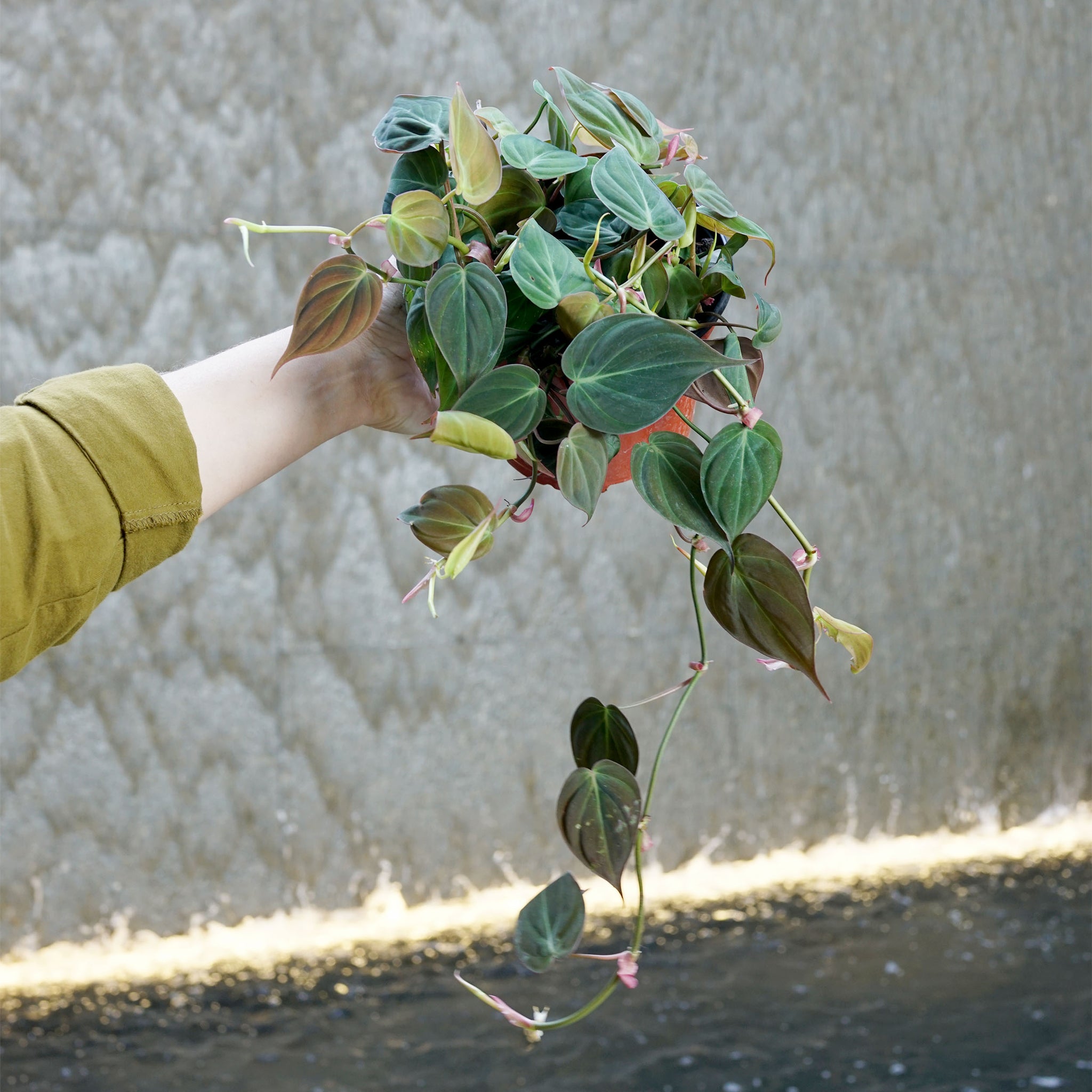 Philodendron hederaceum 'Micans'