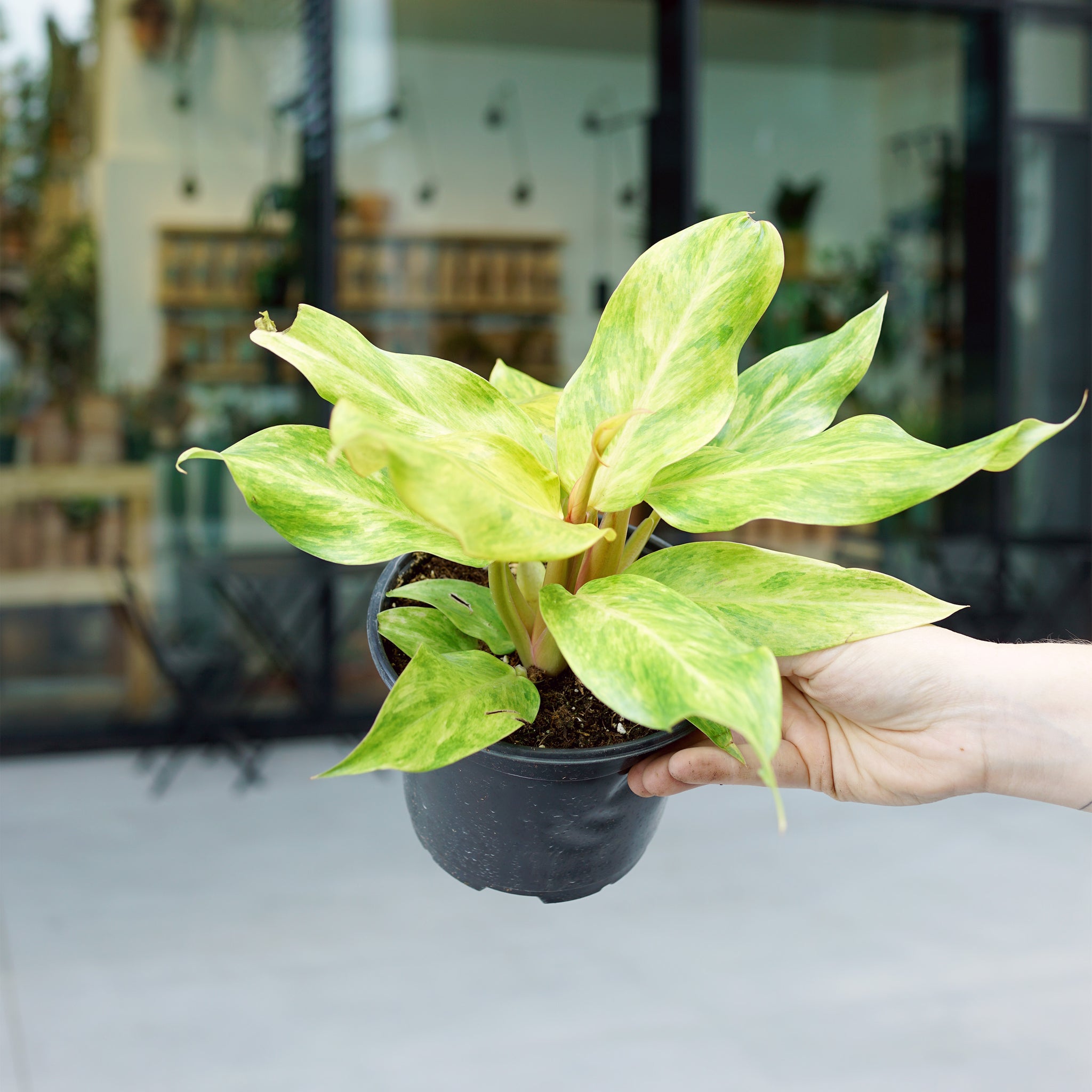 Philodendron ‘Orange Marmalade’