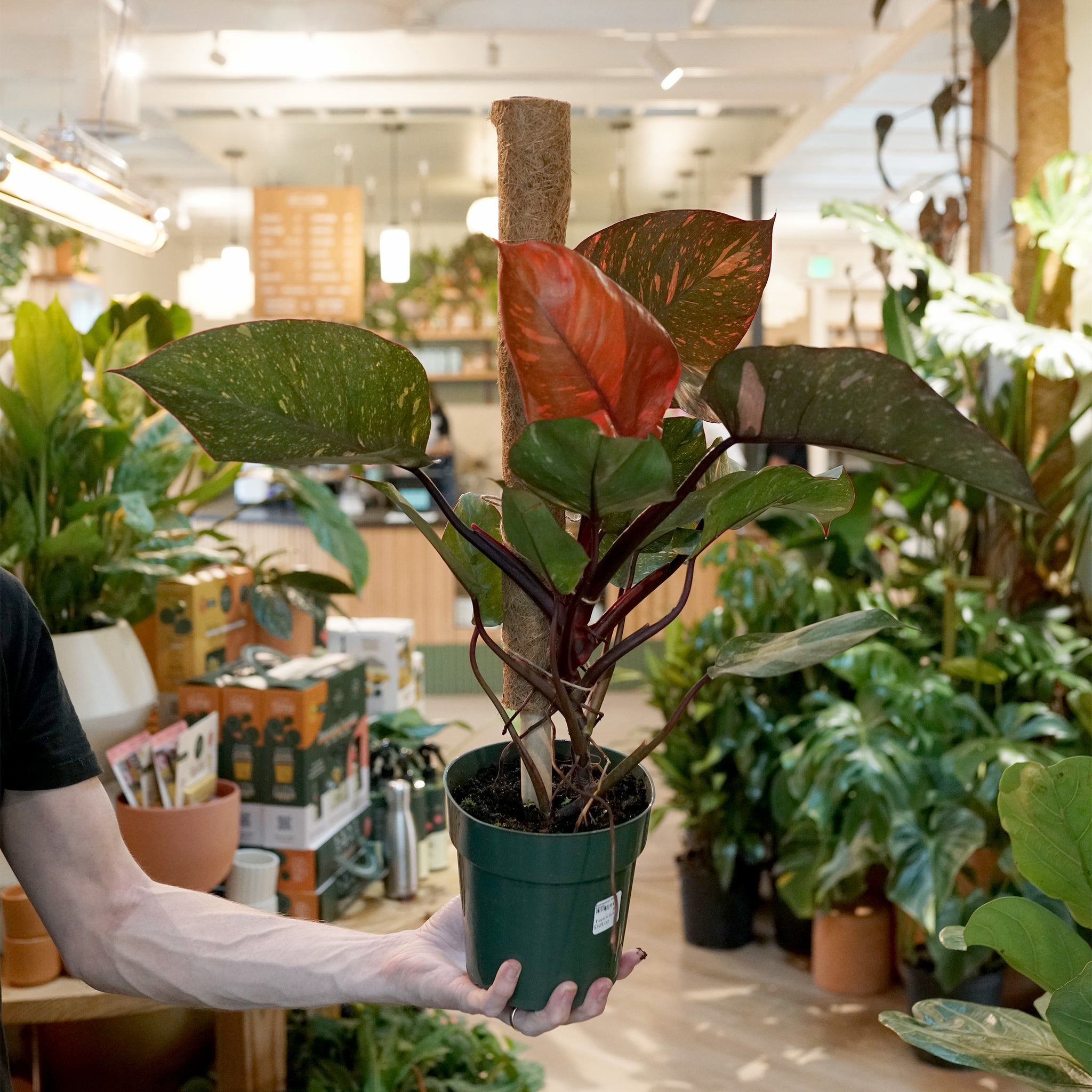 Philodendron 'Orange Princess'