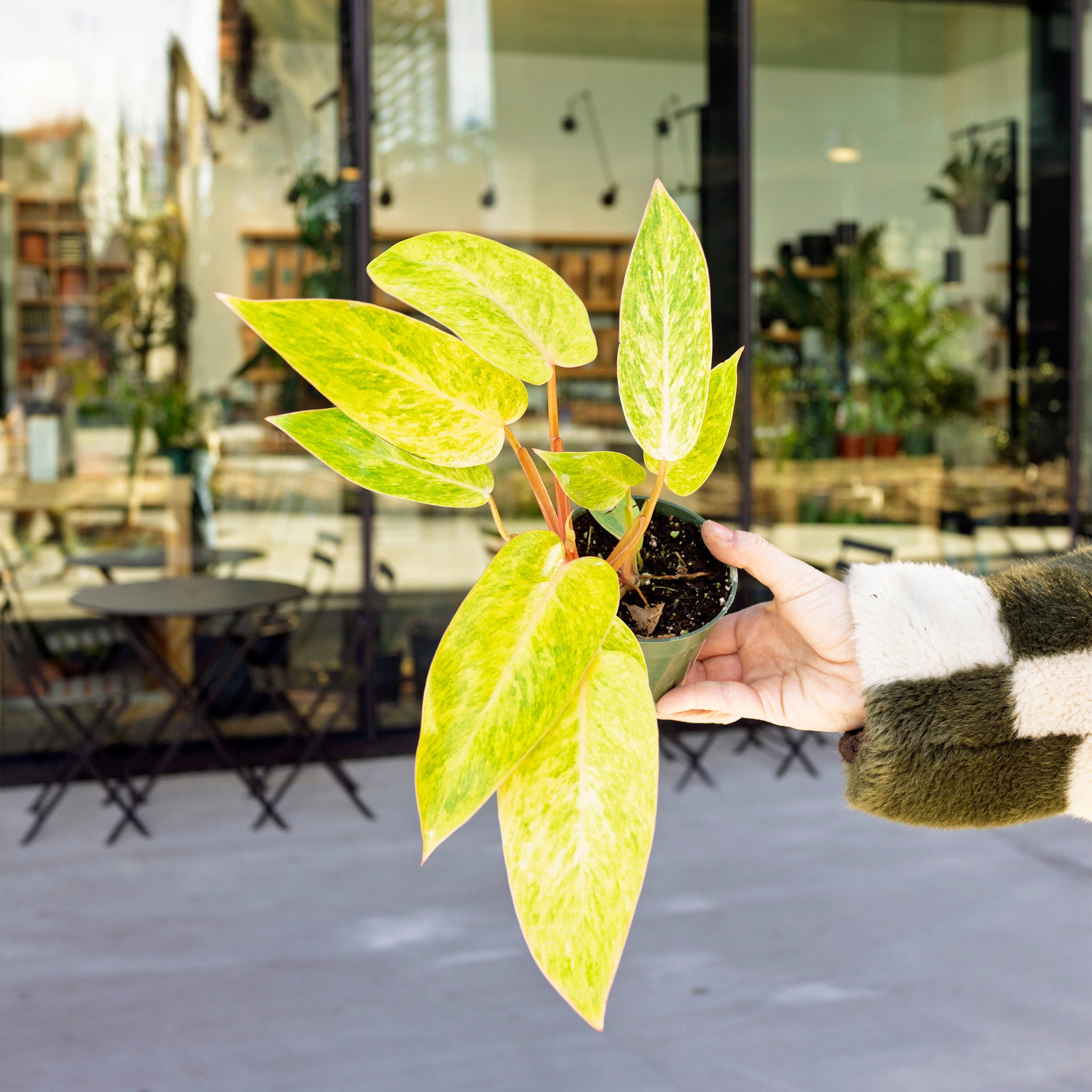 Philodendron 'Painted Lady'