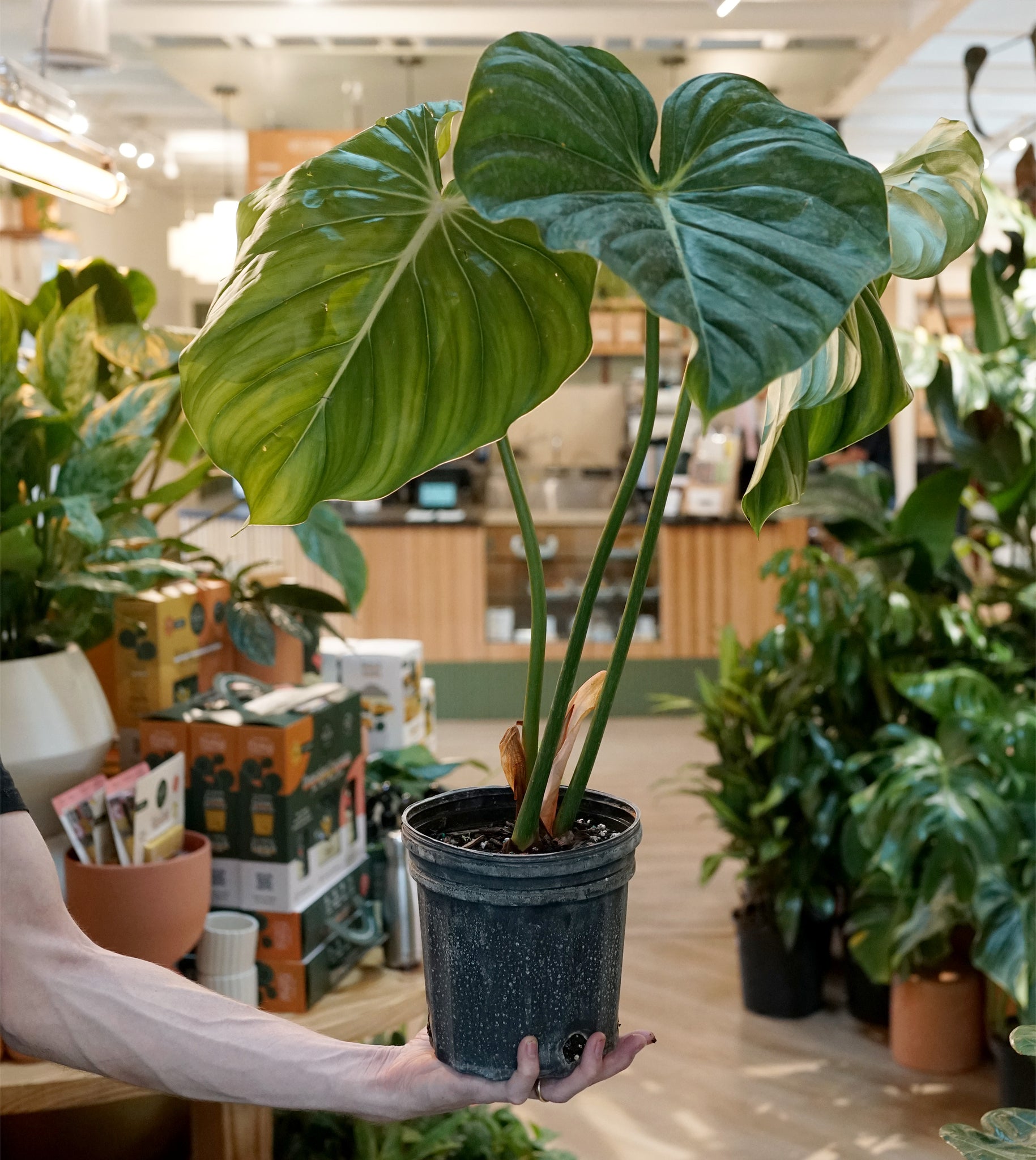 Philodendron pastazanum