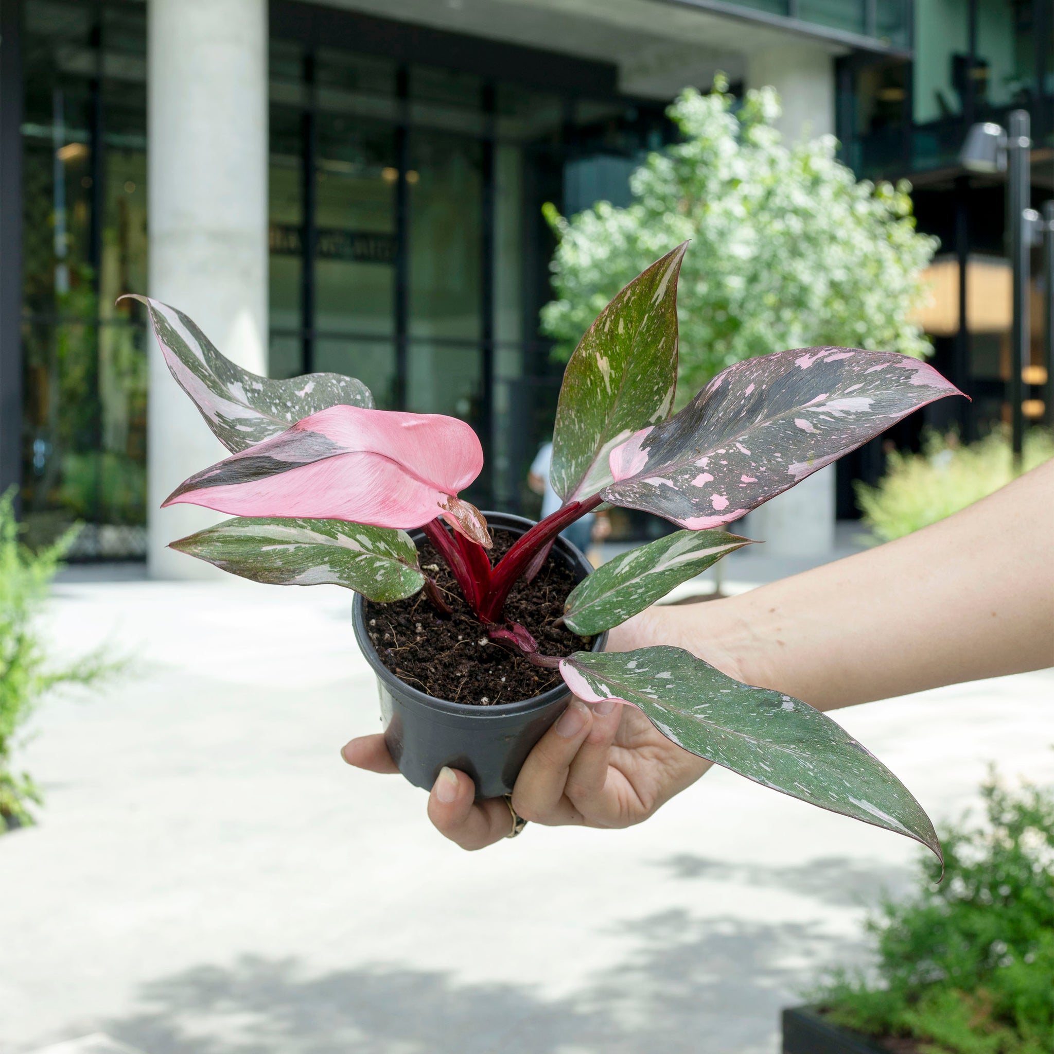 Philodendron 'Pink Princess Marble'