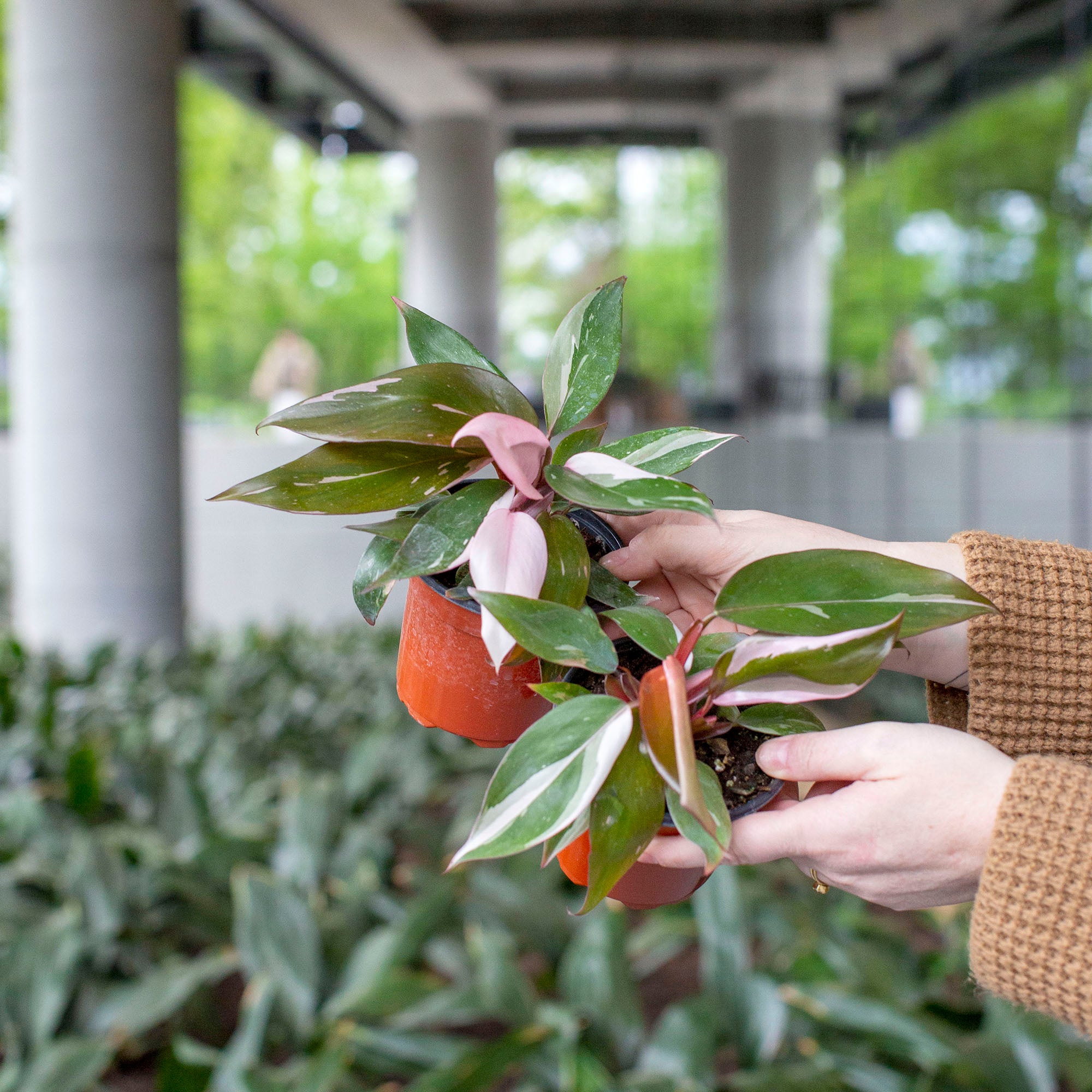 Philodendron 'Pink Princess' – The Victorian Atlanta