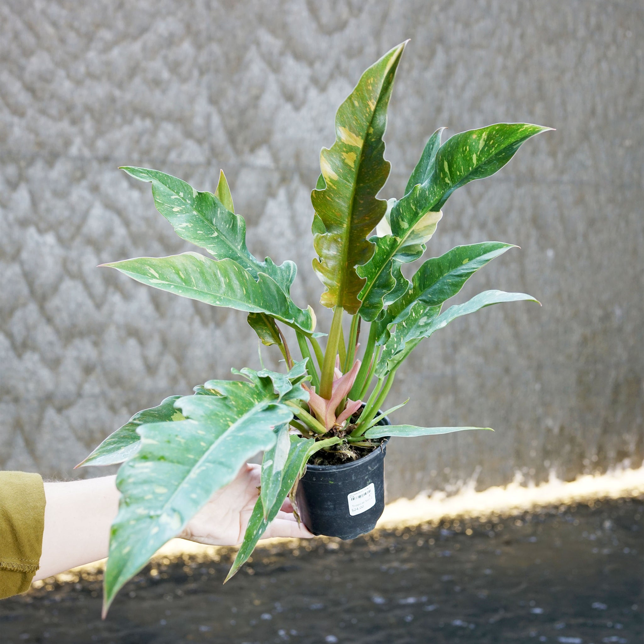 Philodendron 'Ring of Fire'