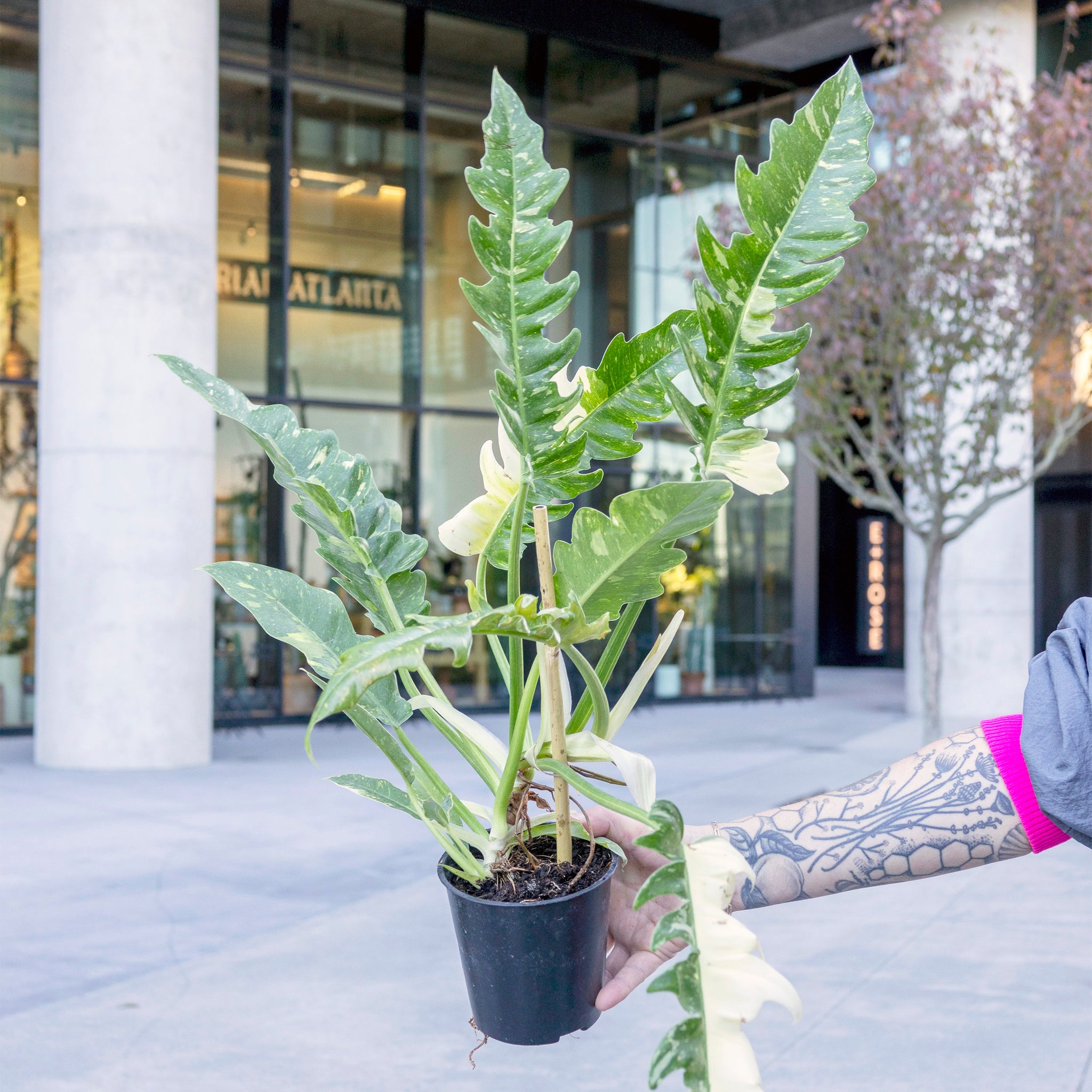 Philodendron 'Ring of Fire'