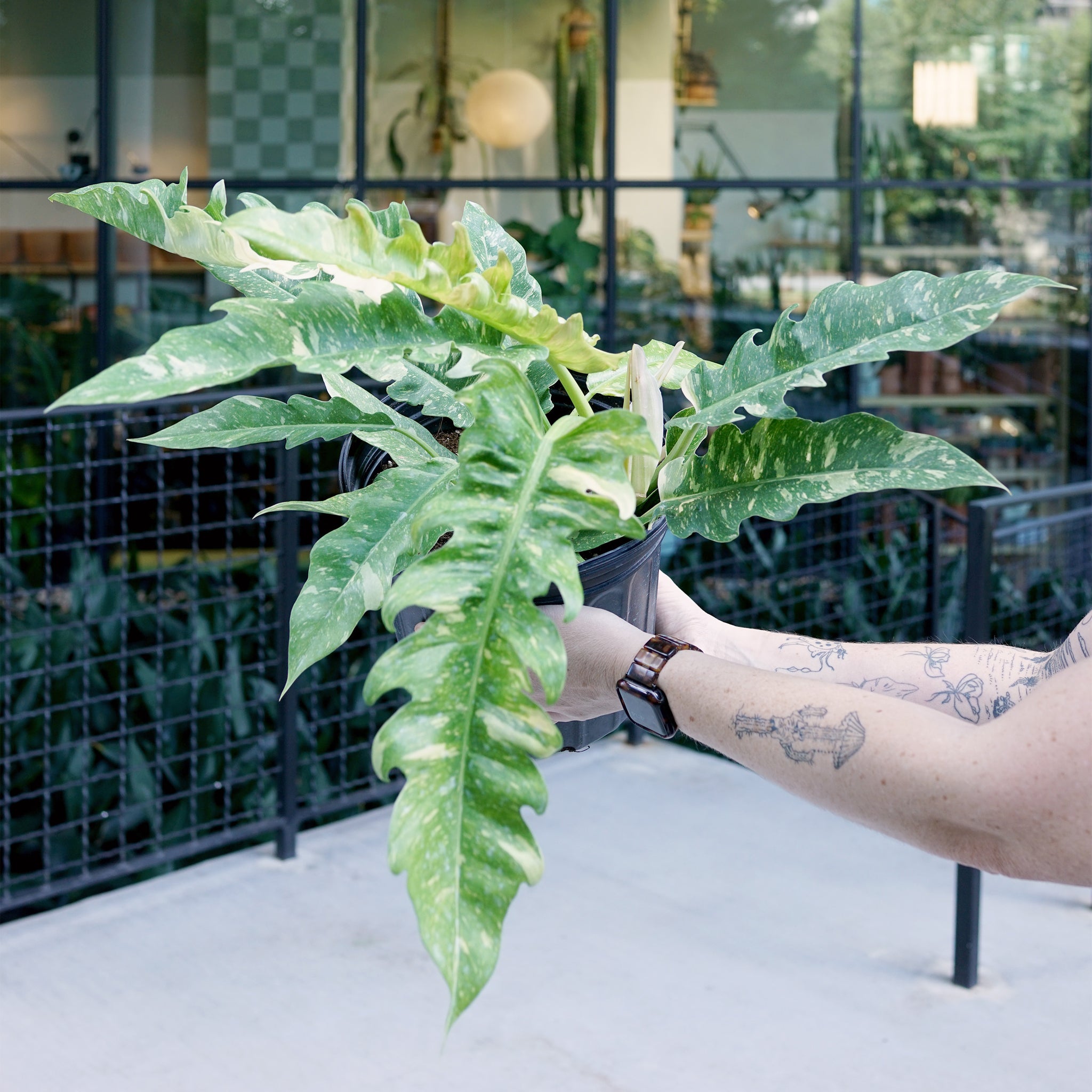 Philodendron 'Ring of Fire'