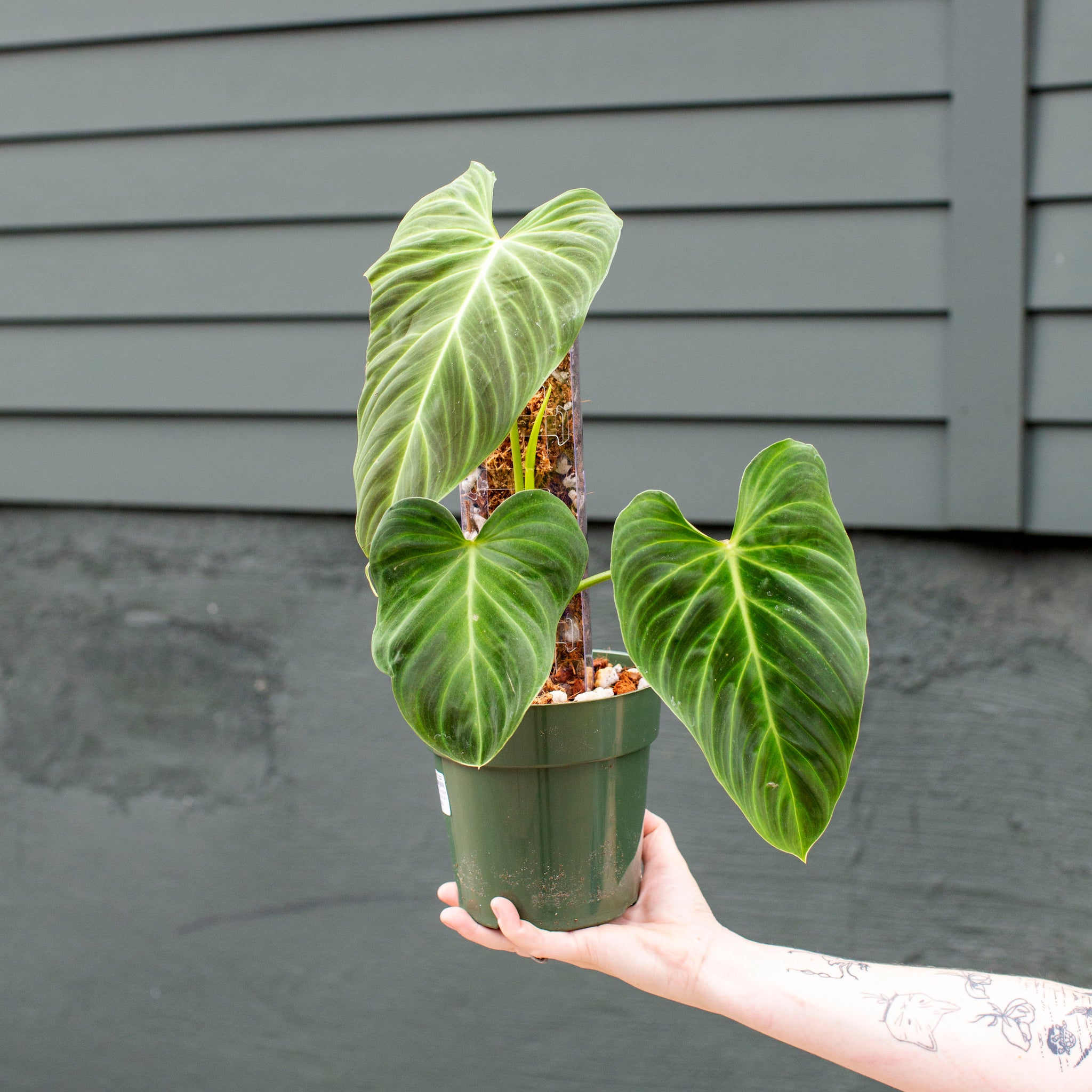 Philodendron verrucosum x melanochrysum 'Splendid'