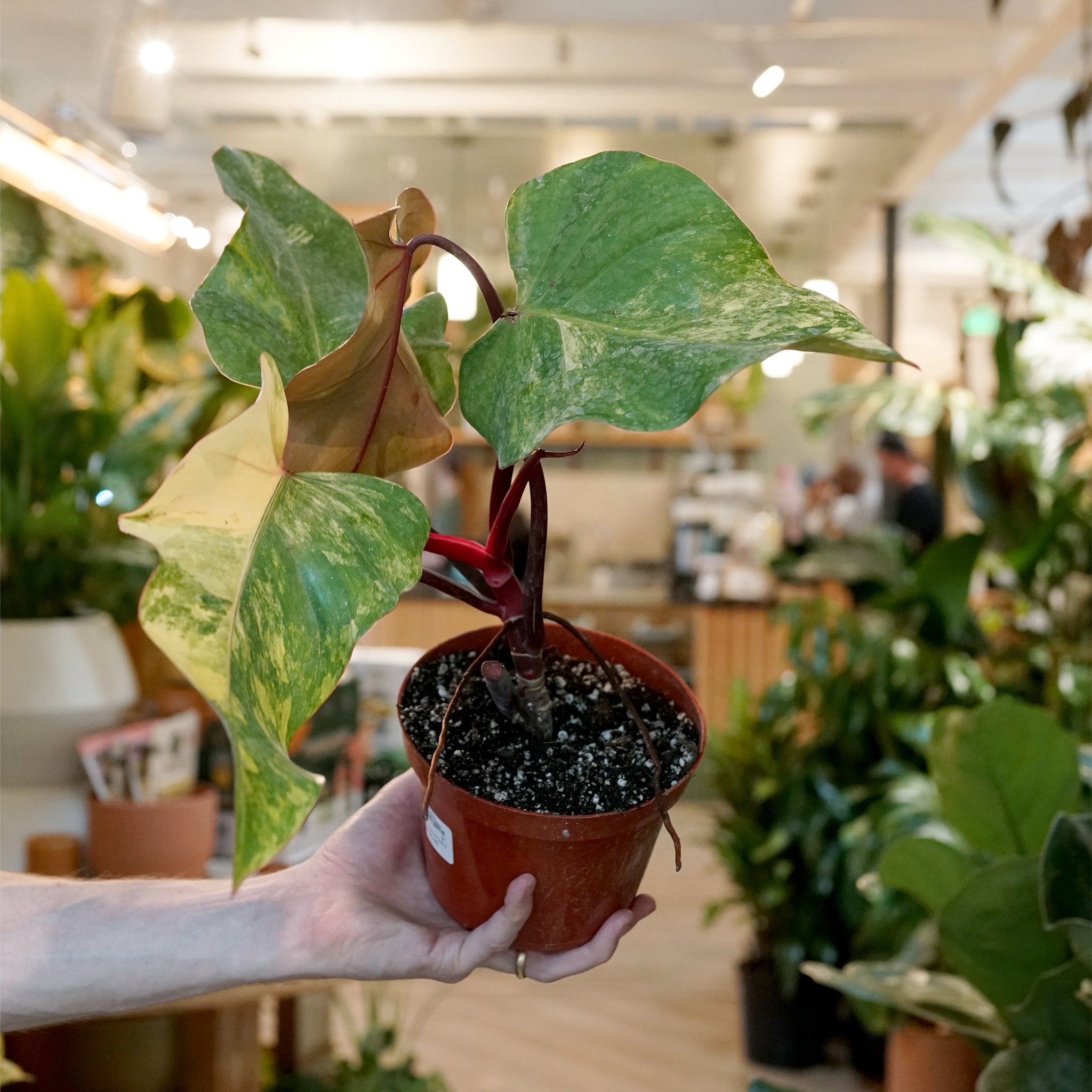 Philodendron 'Strawberry Shake'