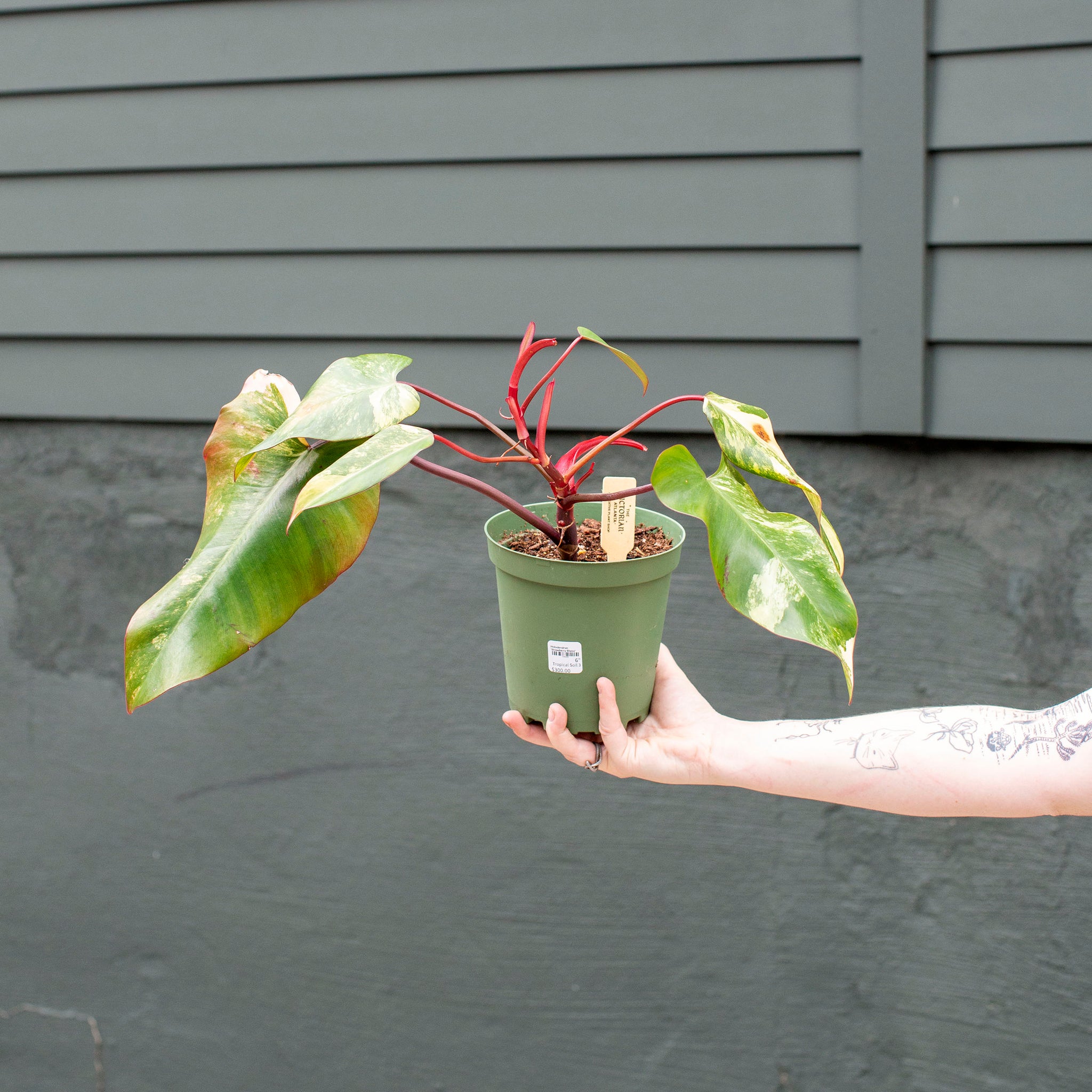 Philodendron 'Strawberry Shake'