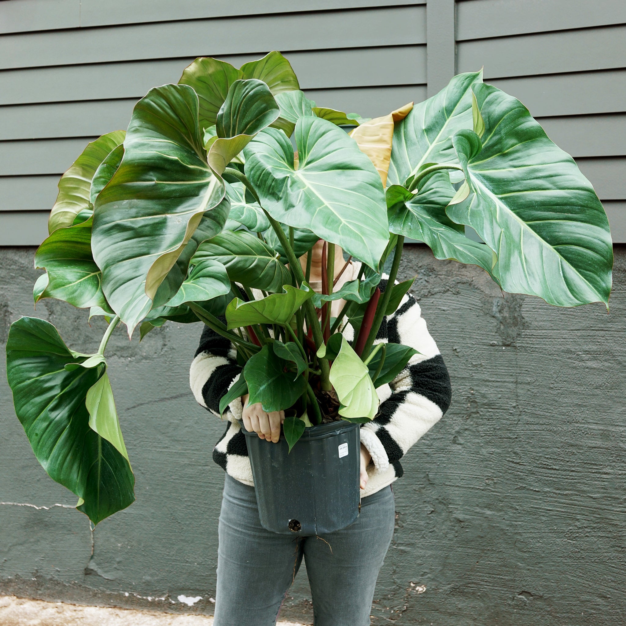 Philodendron 'Summer Glory' ('McColley' x gloriosum)