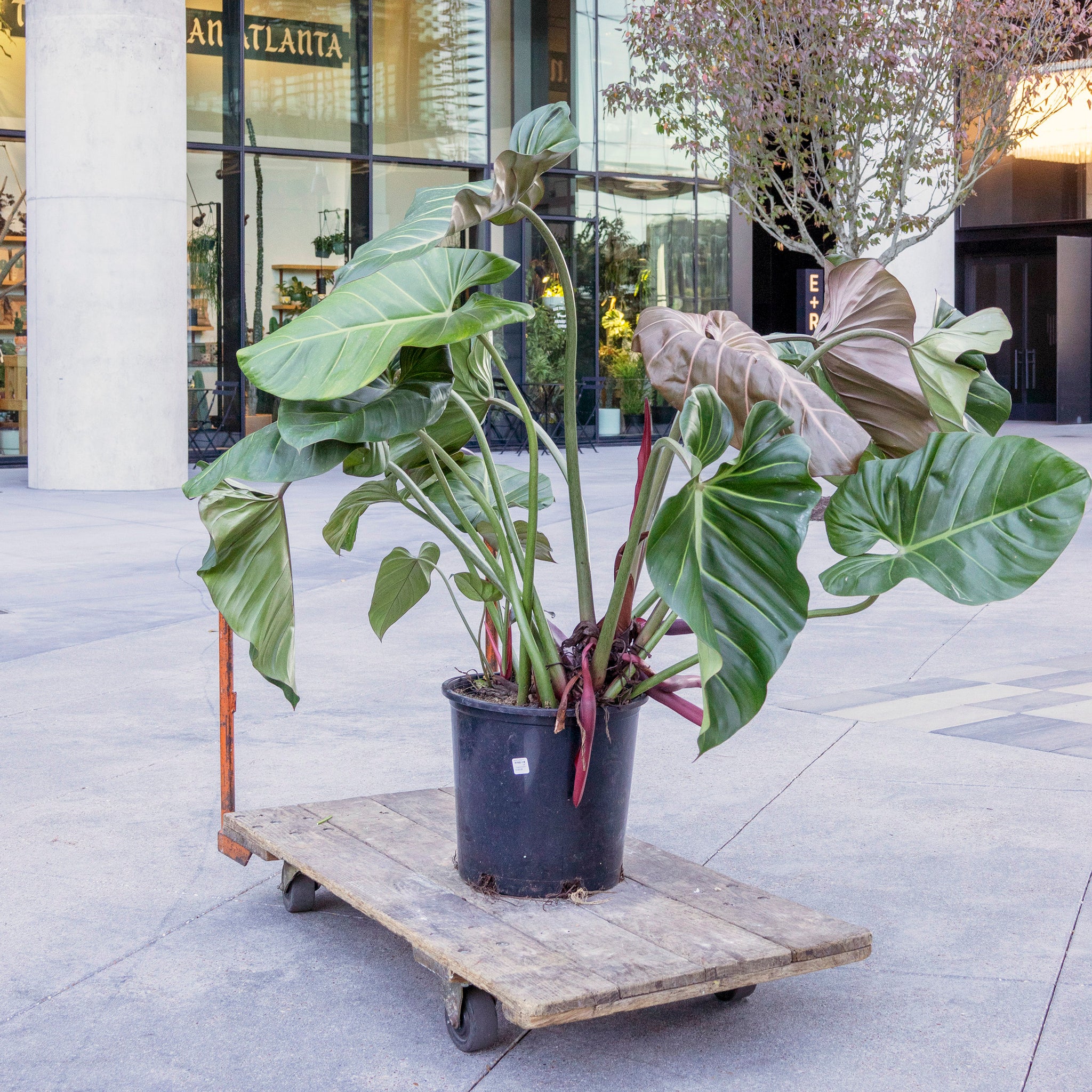 Philodendron 'Summer Glory' ('McColley' x gloriosum)