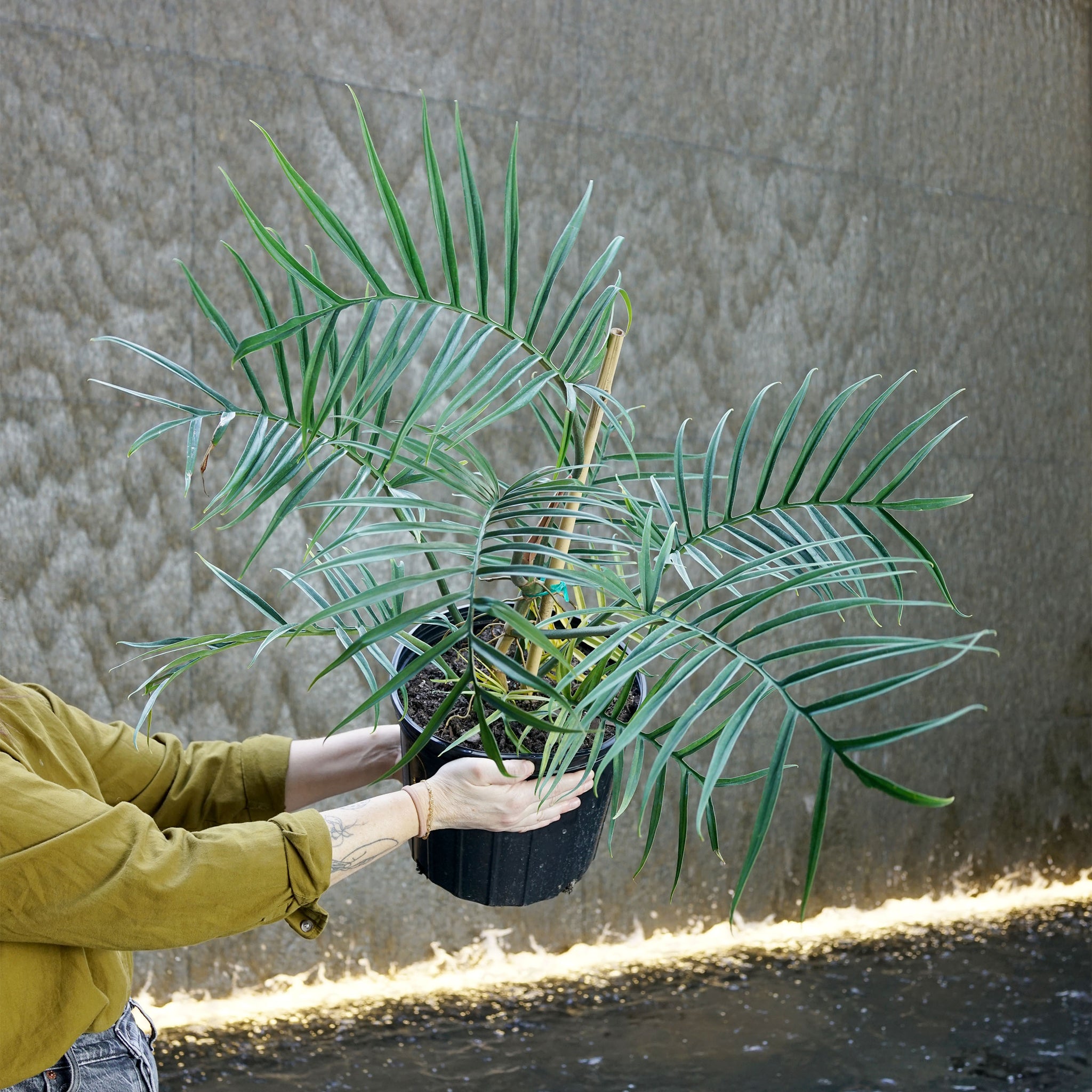 Philodendron tortum