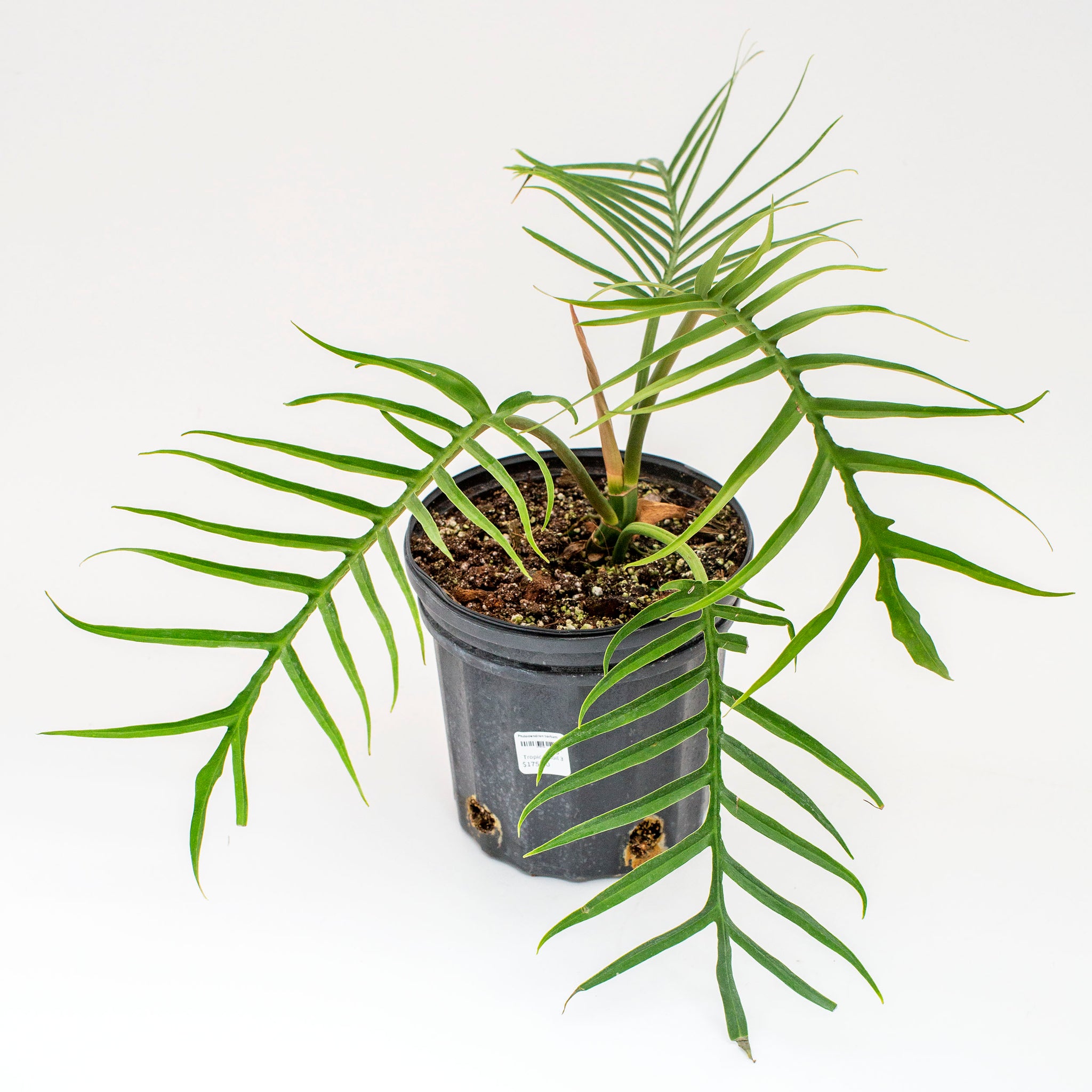 Philodendron tortum