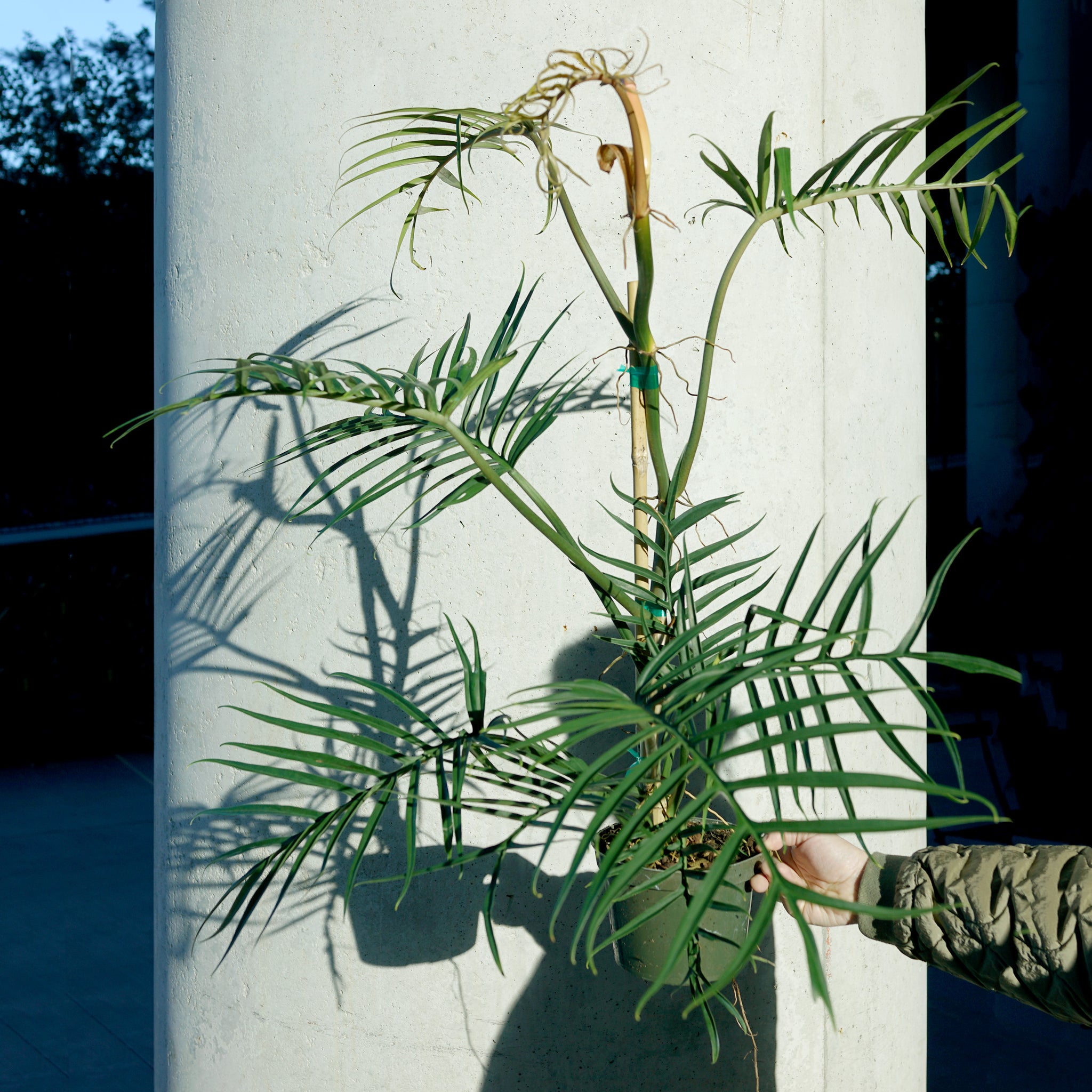 Philodendron tortum