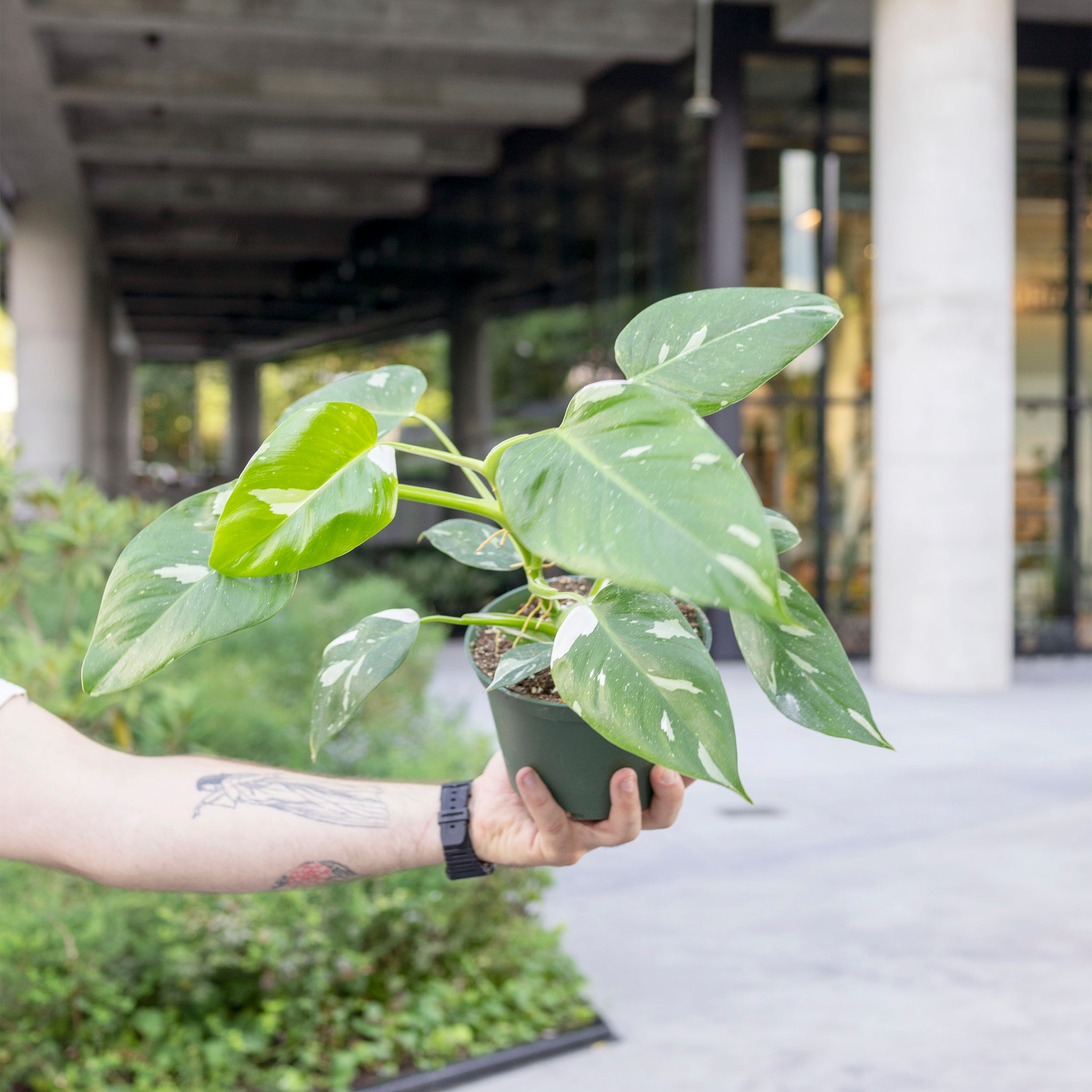 Philodendron 'White Wizard'