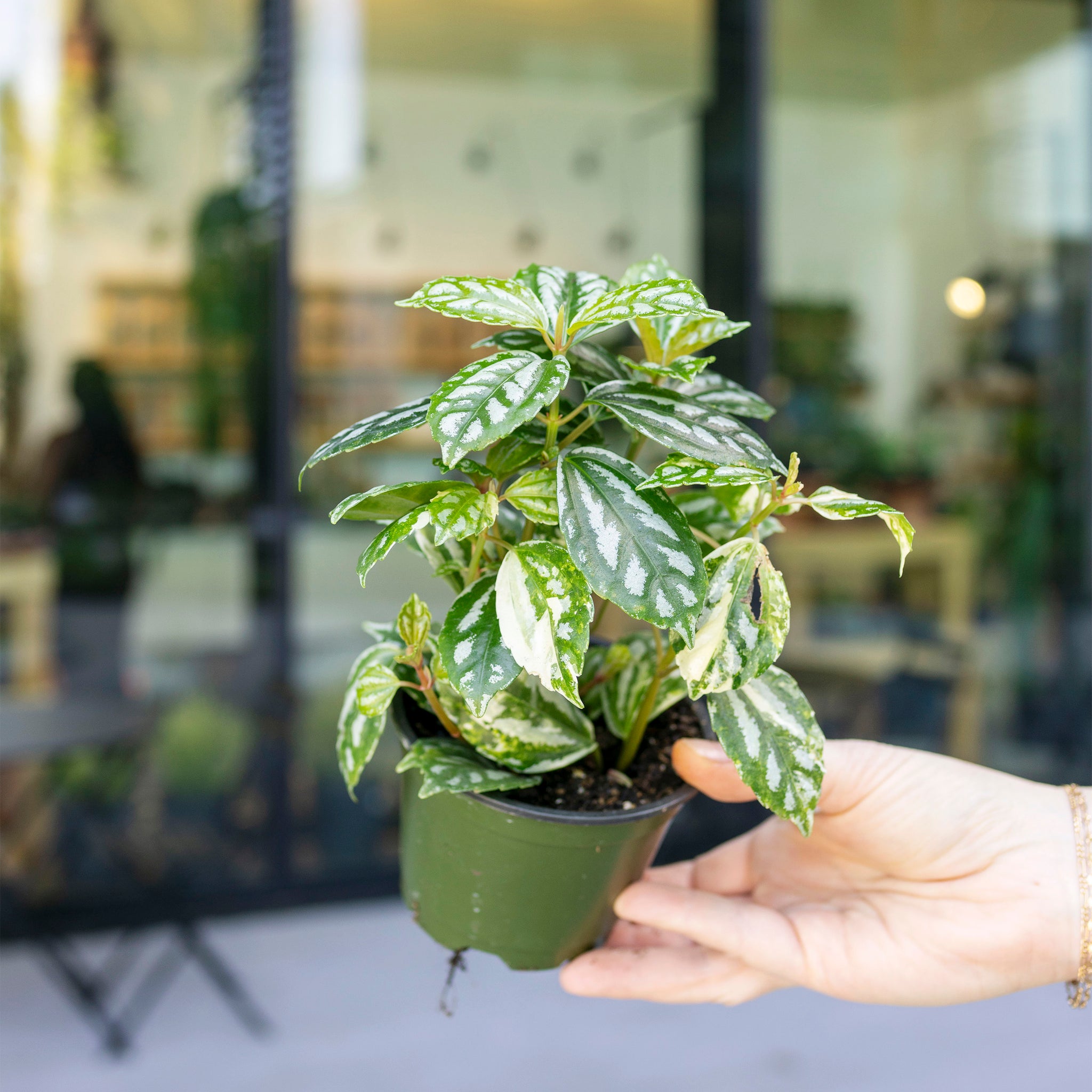 Pilea cadierei 'Aluminum Plant'