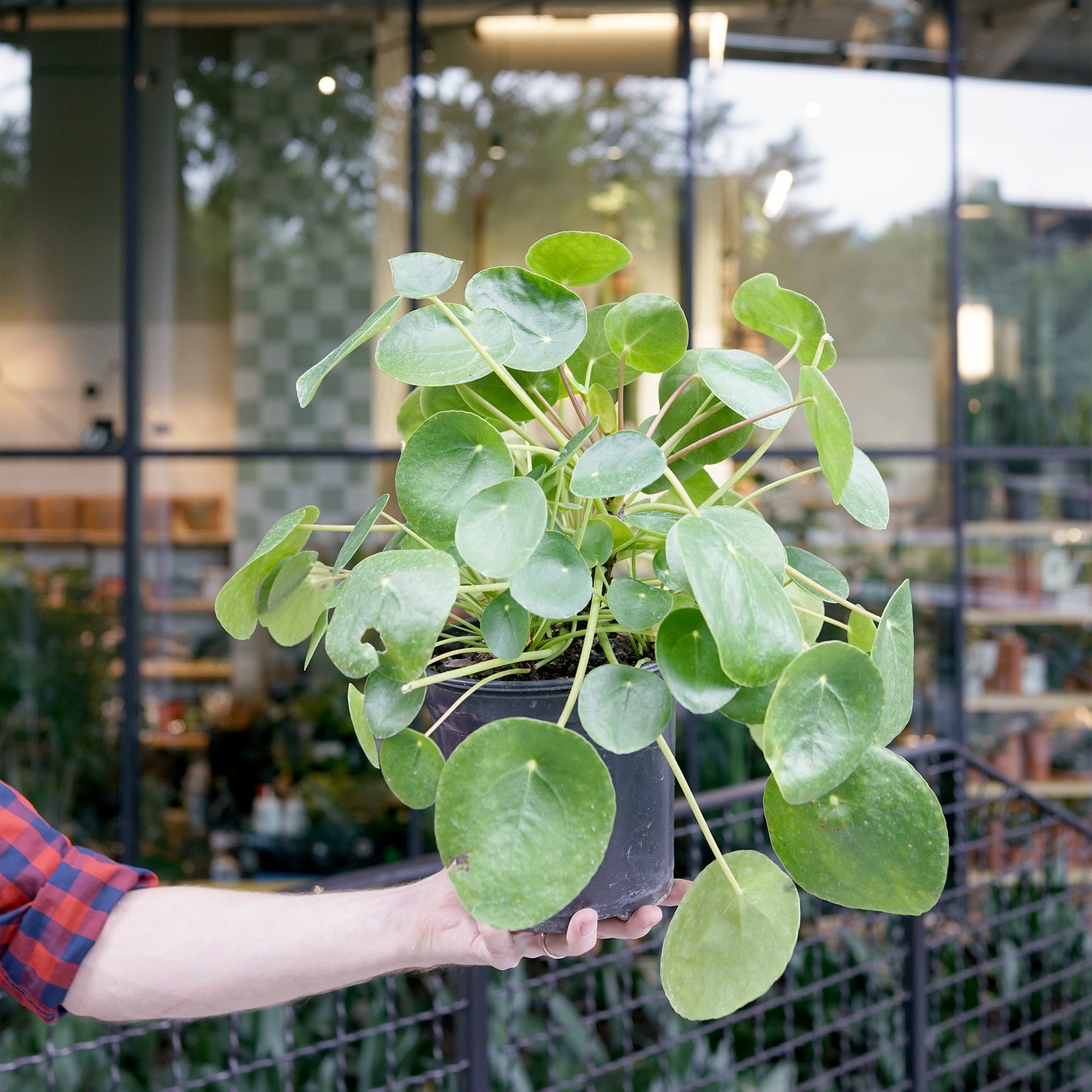 Pilea peperomioides (Chinese Money Plant)