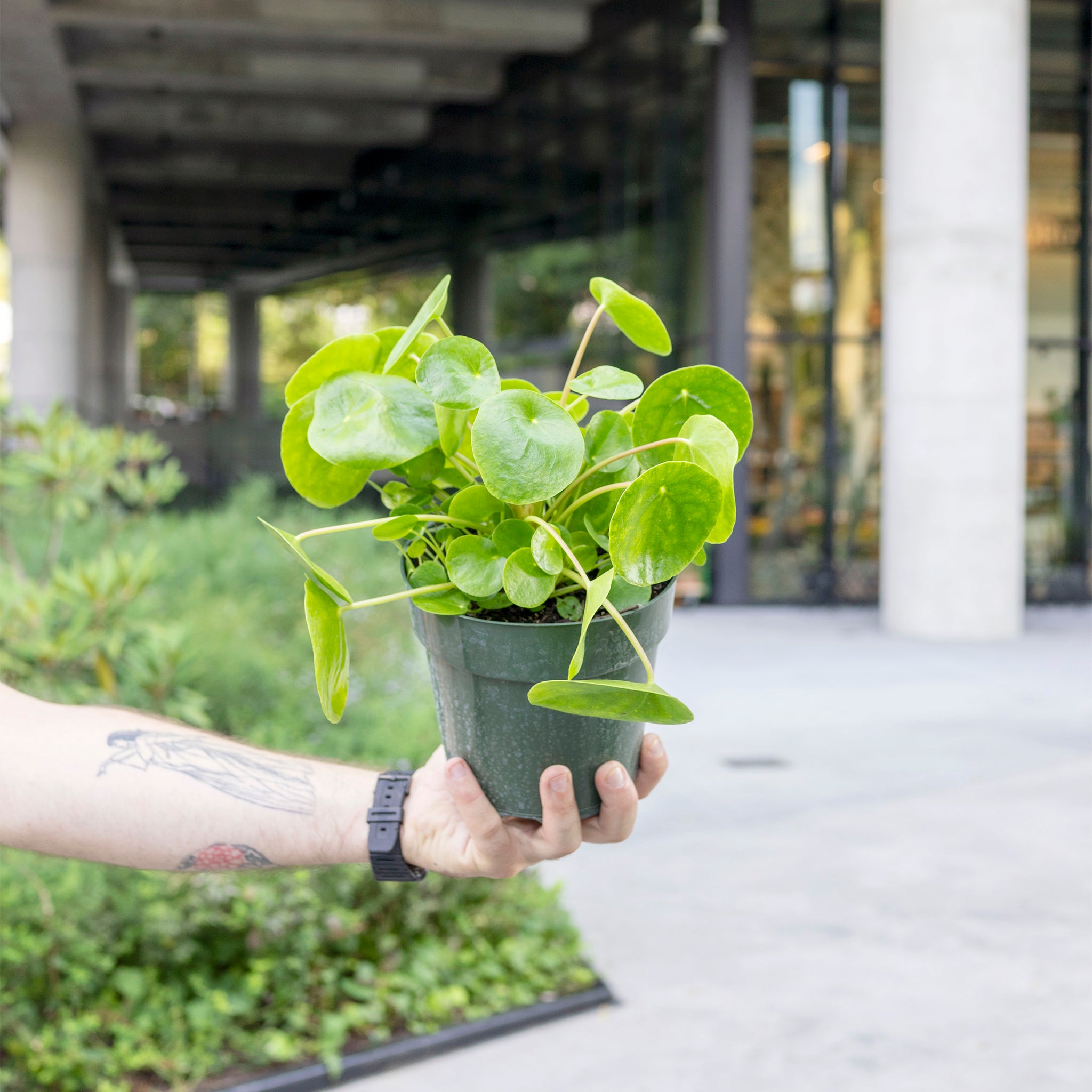 Pilea peperomioides (Chinese Money Plant)