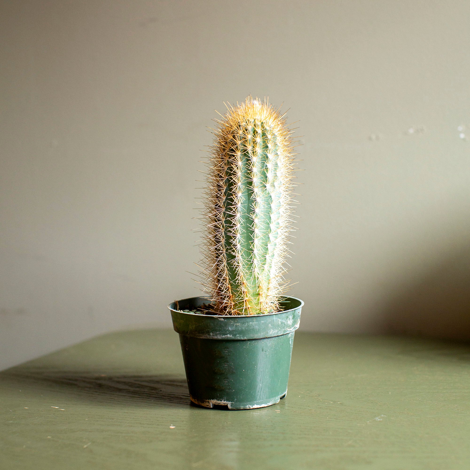 Pilosocereus azureus – The Victorian Atlanta