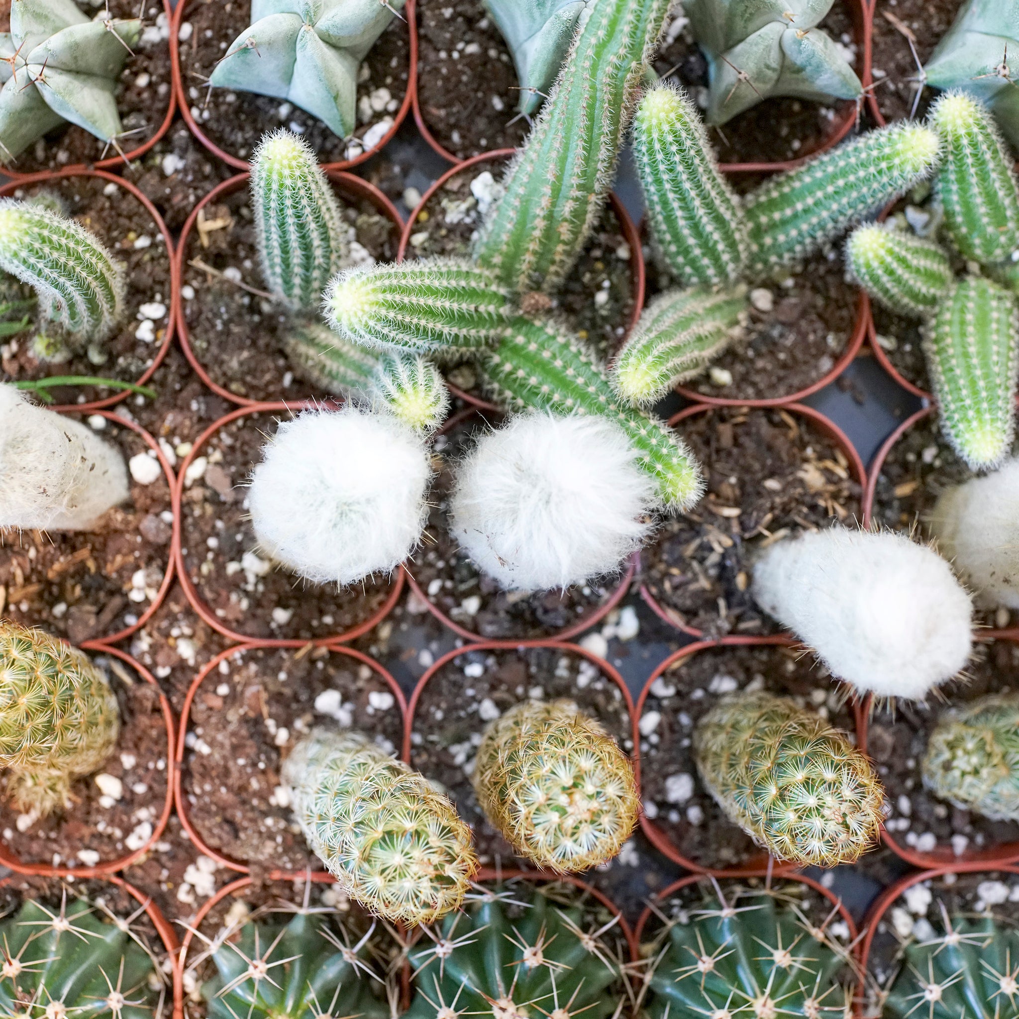 Cactus species variety