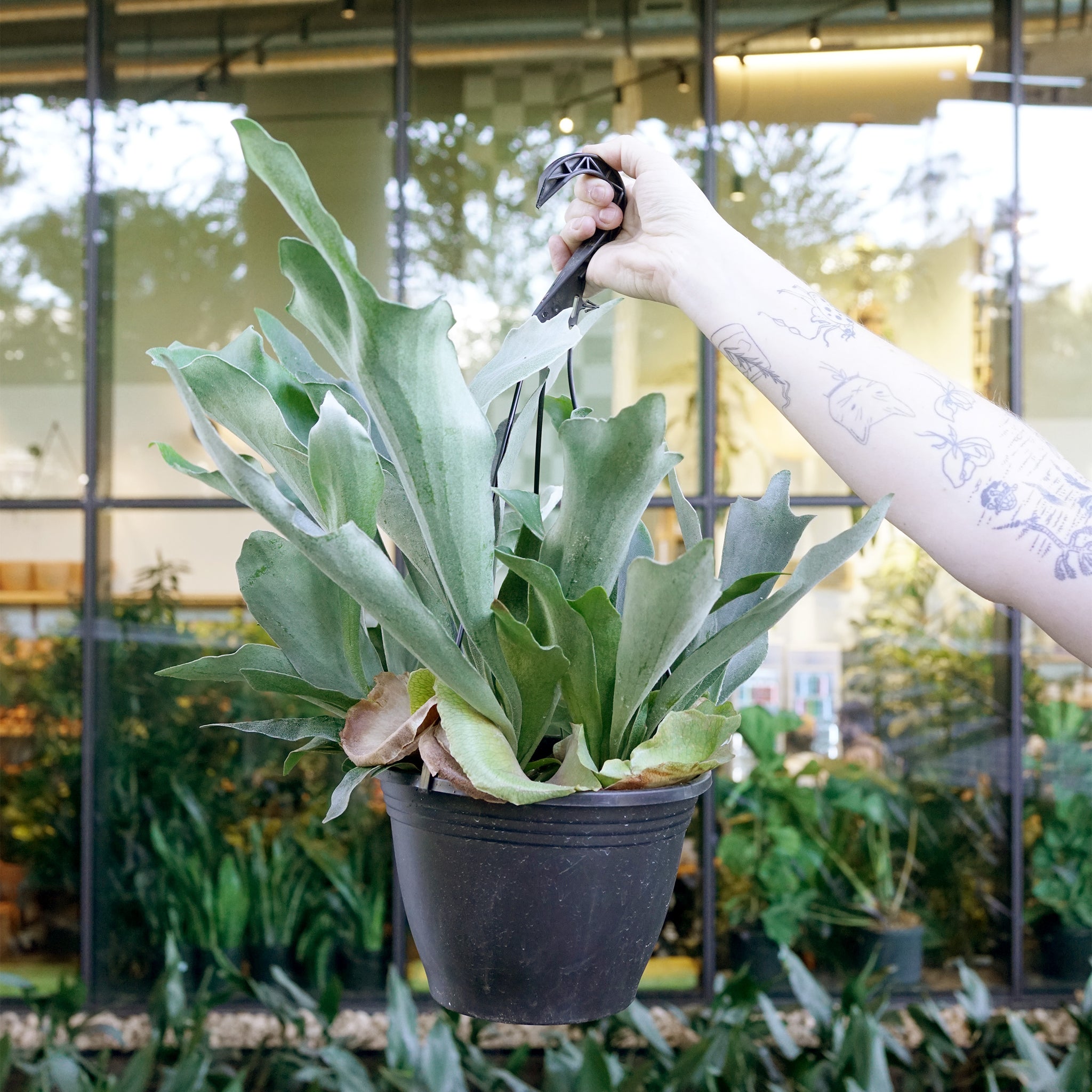 Platycerium bifurcatum 'Staghorn Fern'