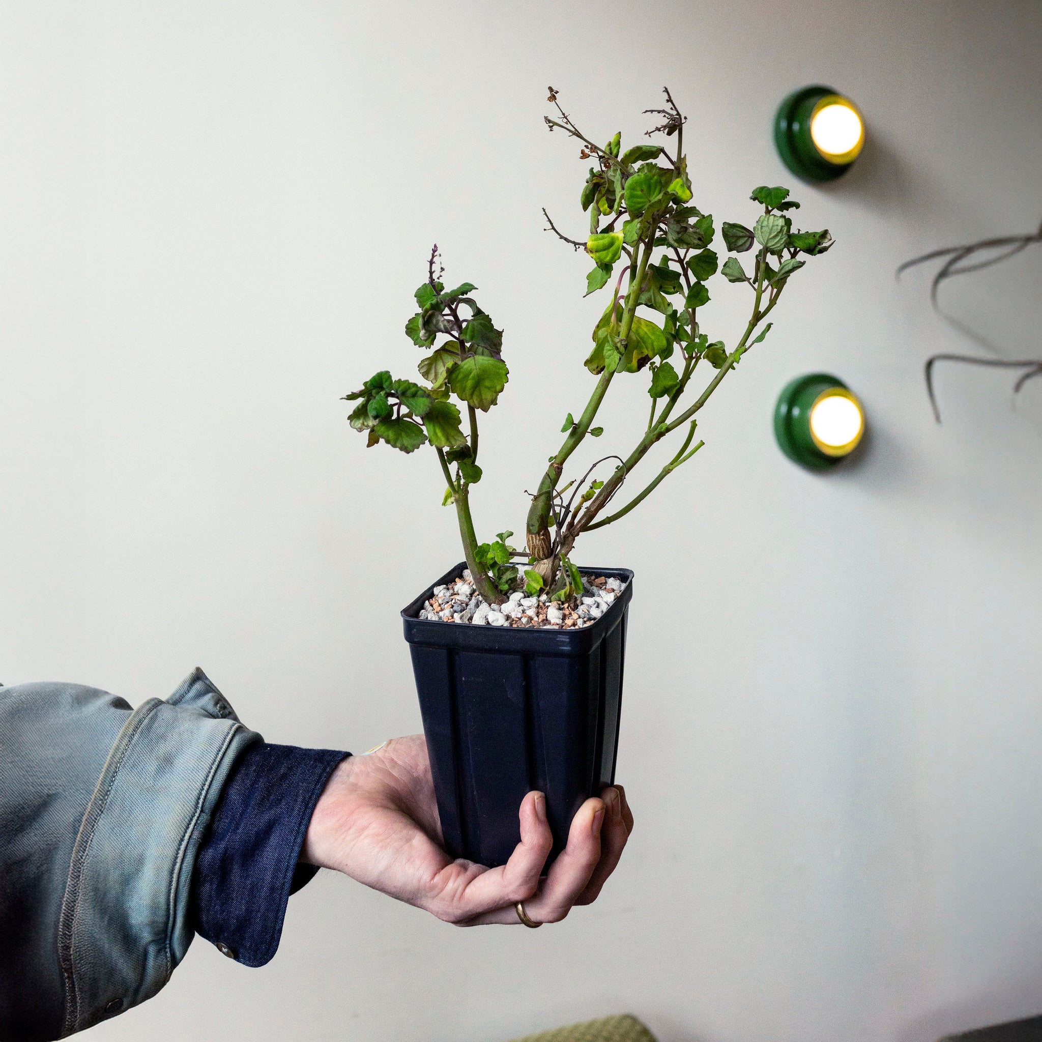 Plectranthus ernstii (Bonsai Mint) – The Victorian Atlanta