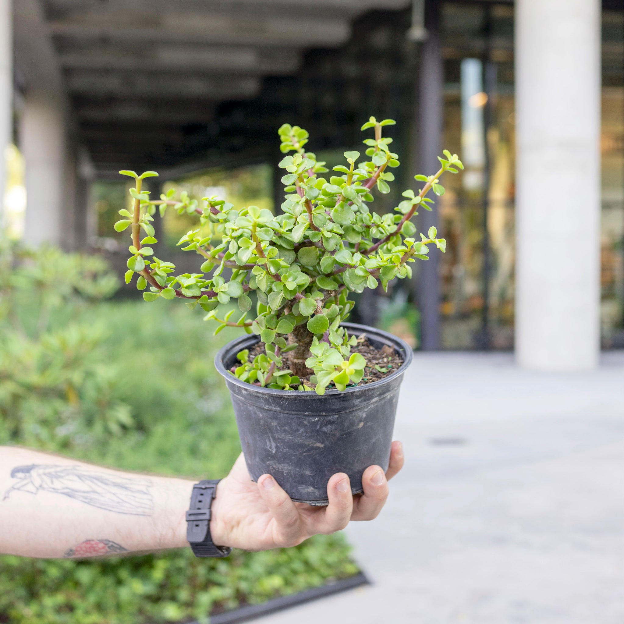 Portulacaria afra