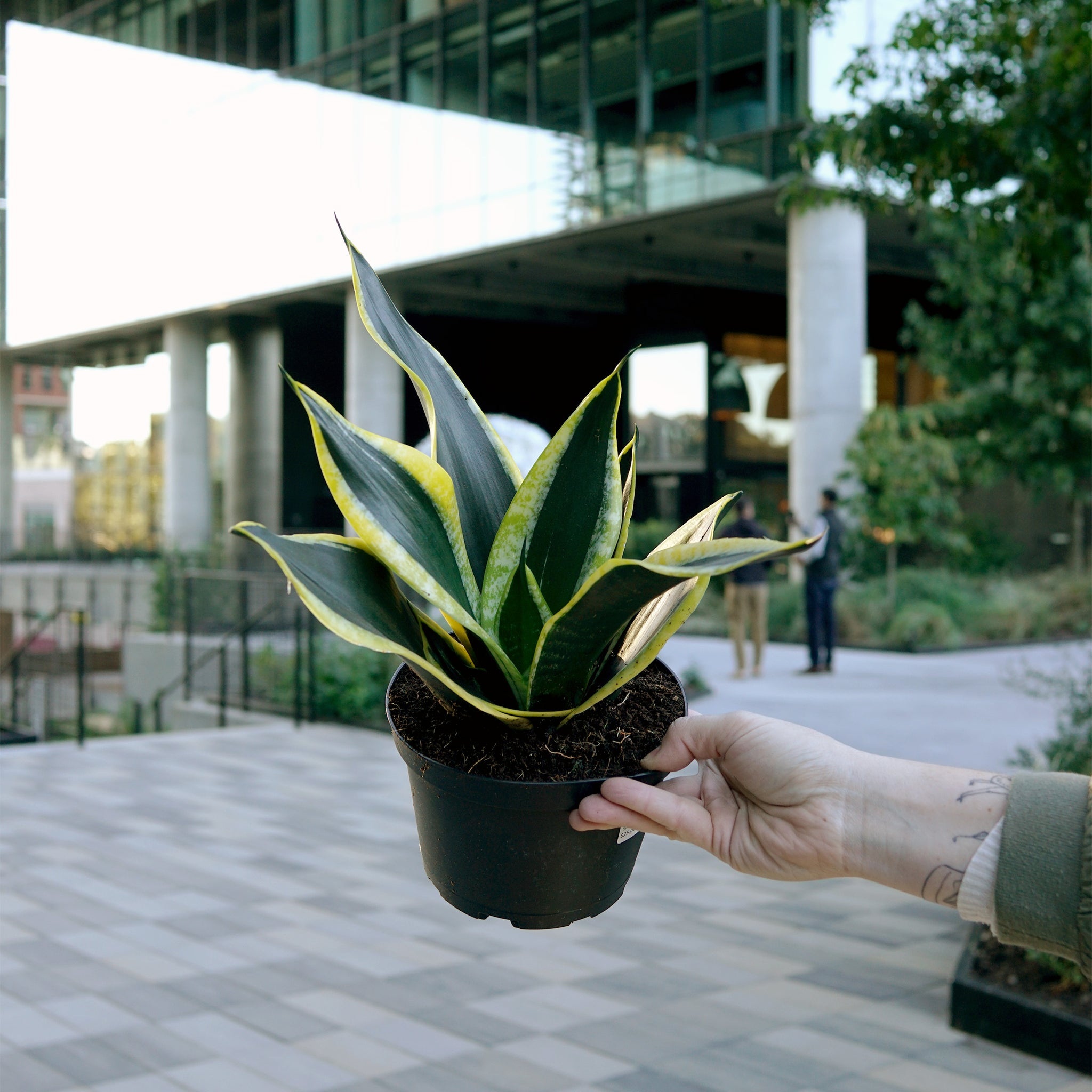 Sansevieria 'Black Gold Superba'