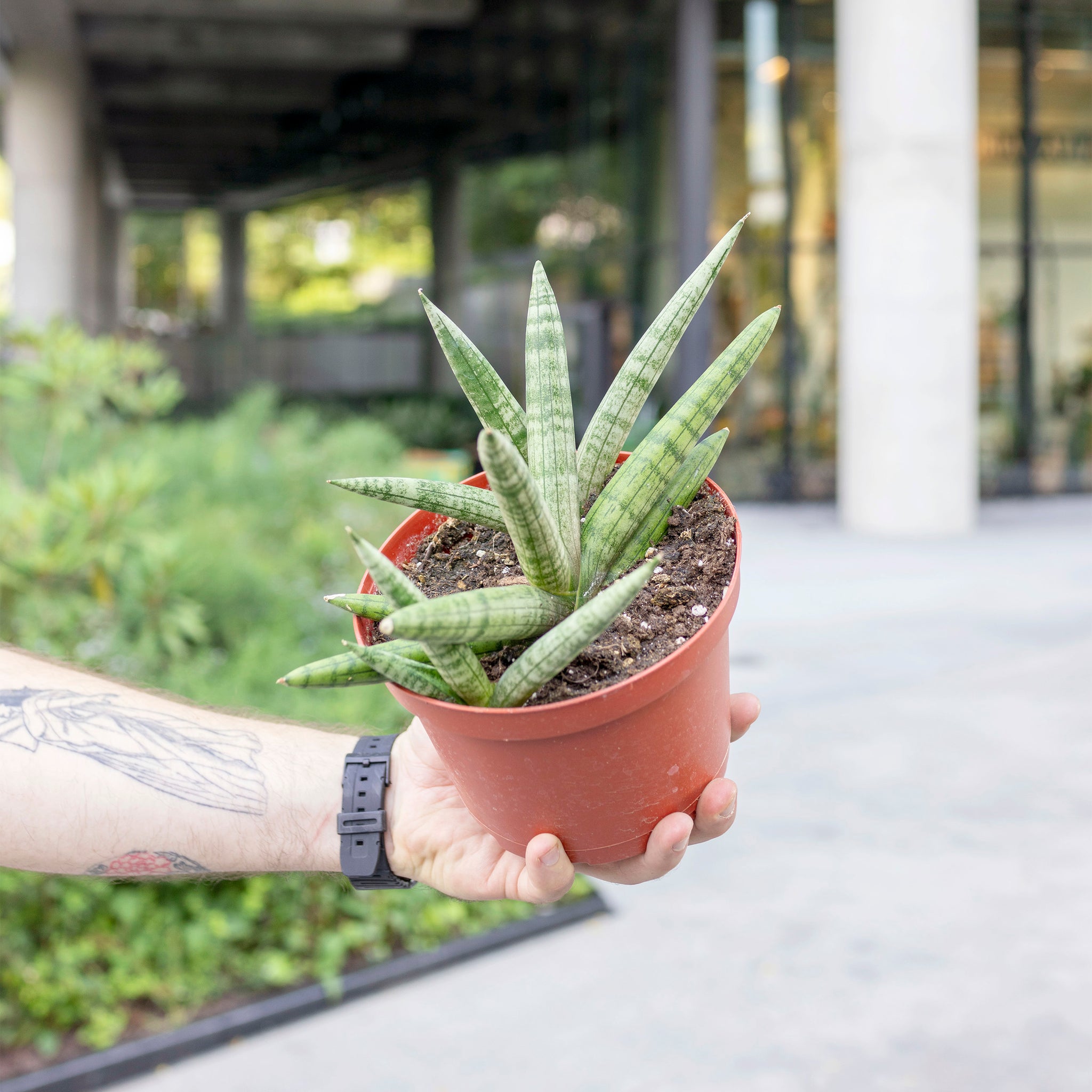 Sansevieria cylindrica 'Boncel'