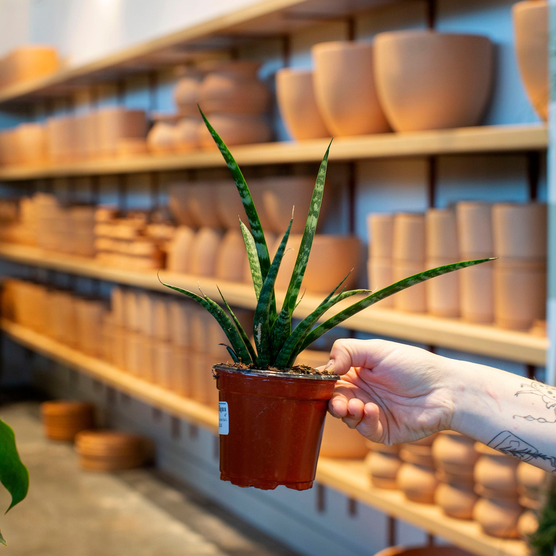 Sansevieria fernwood 'Mikado'