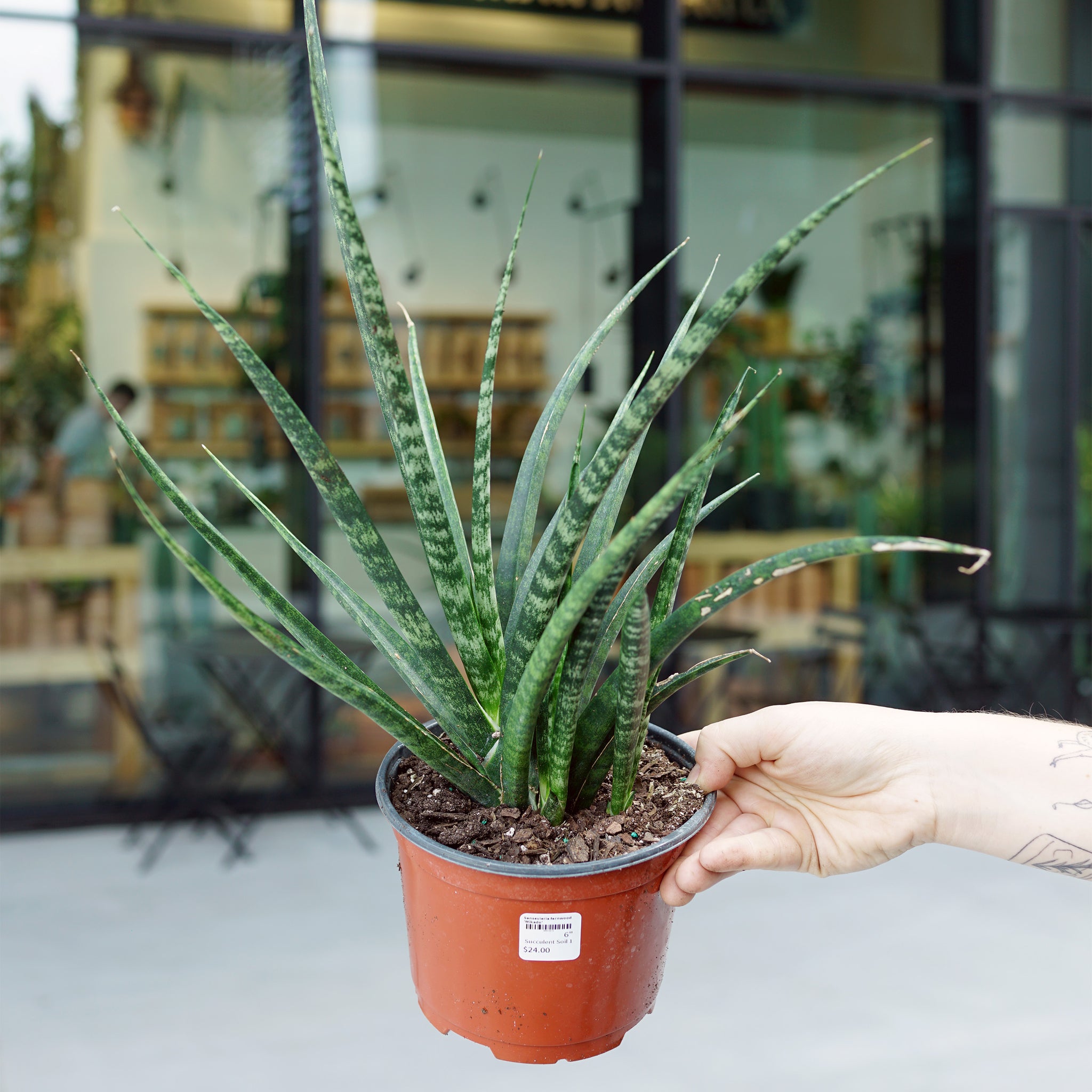 sansevieria fernwood size Sansevieria fernwood 'Mikado'