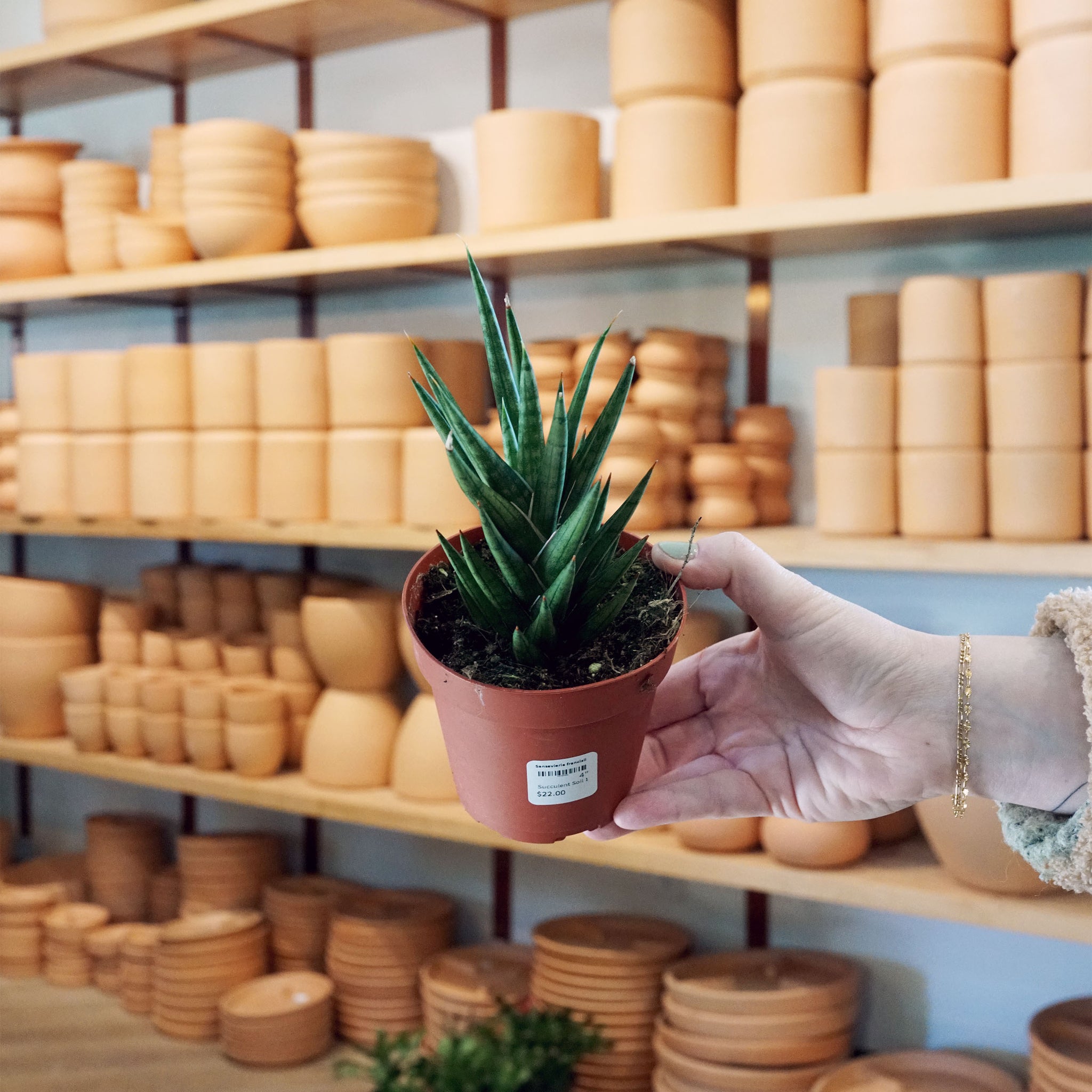 Sansevieria francisii