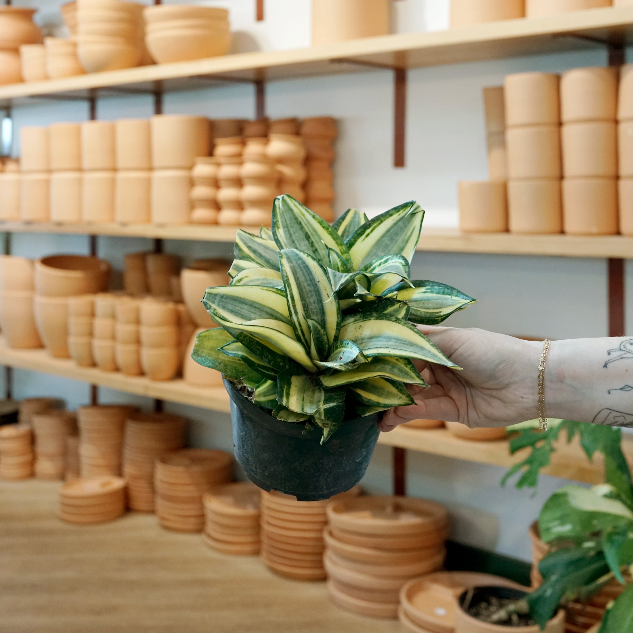 Sansevieria trifasciata 'Golden Hahnii'