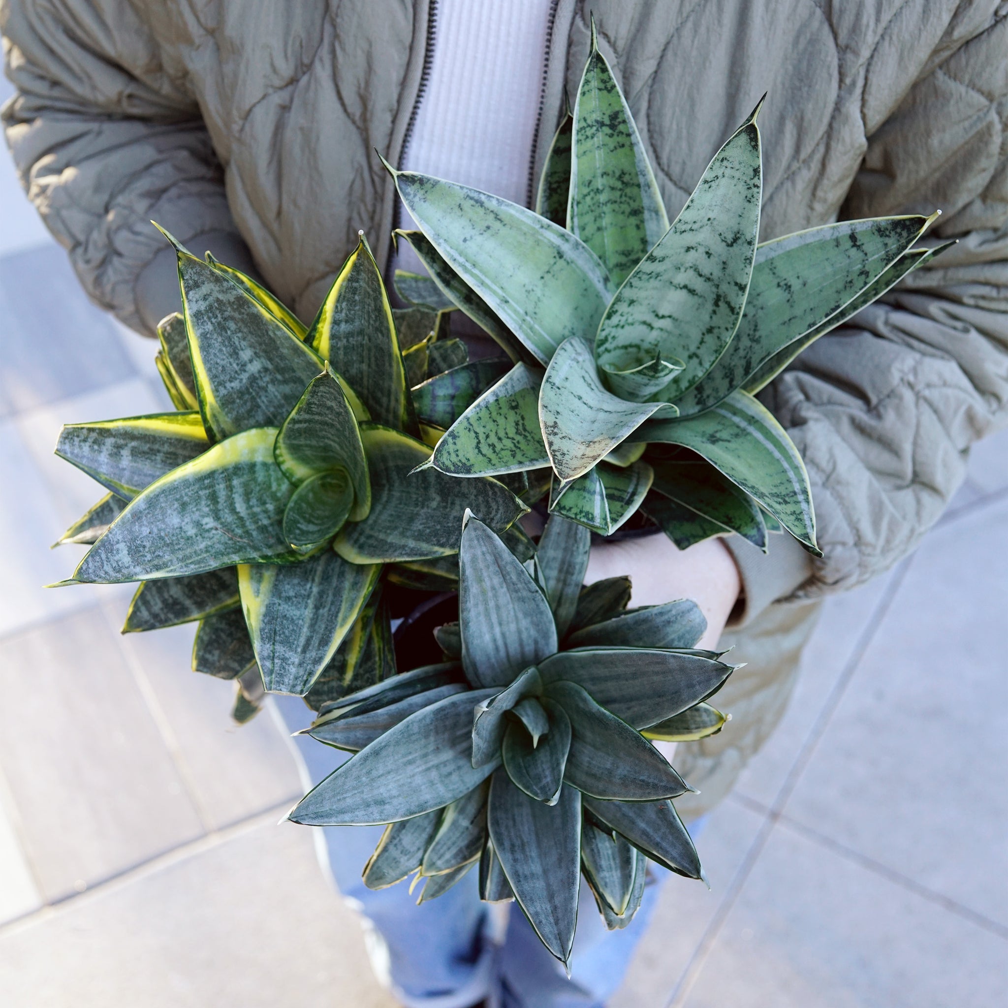 Sansevieria trifasciata 'Hahnii'