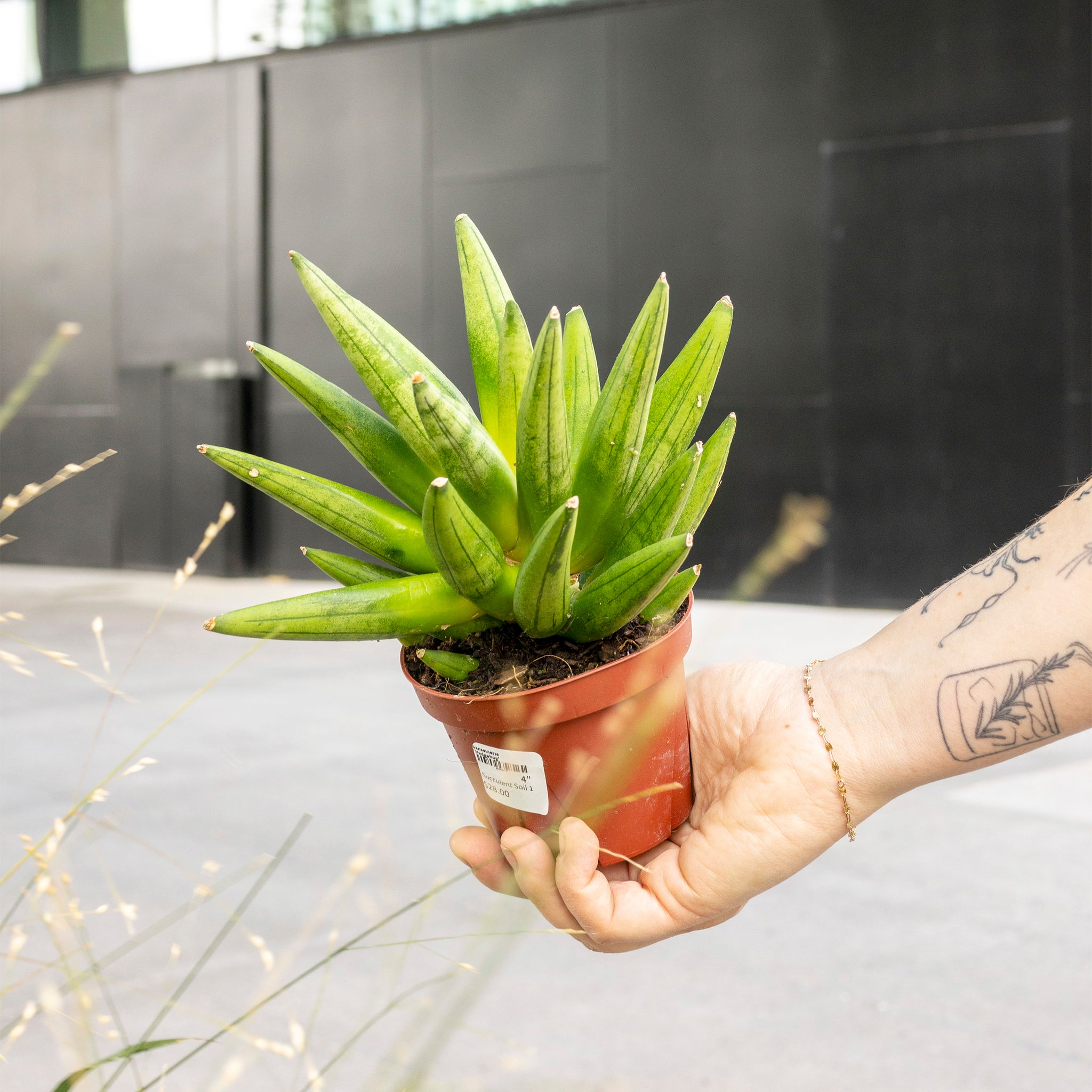 Sansevieria 'Hedgehog'