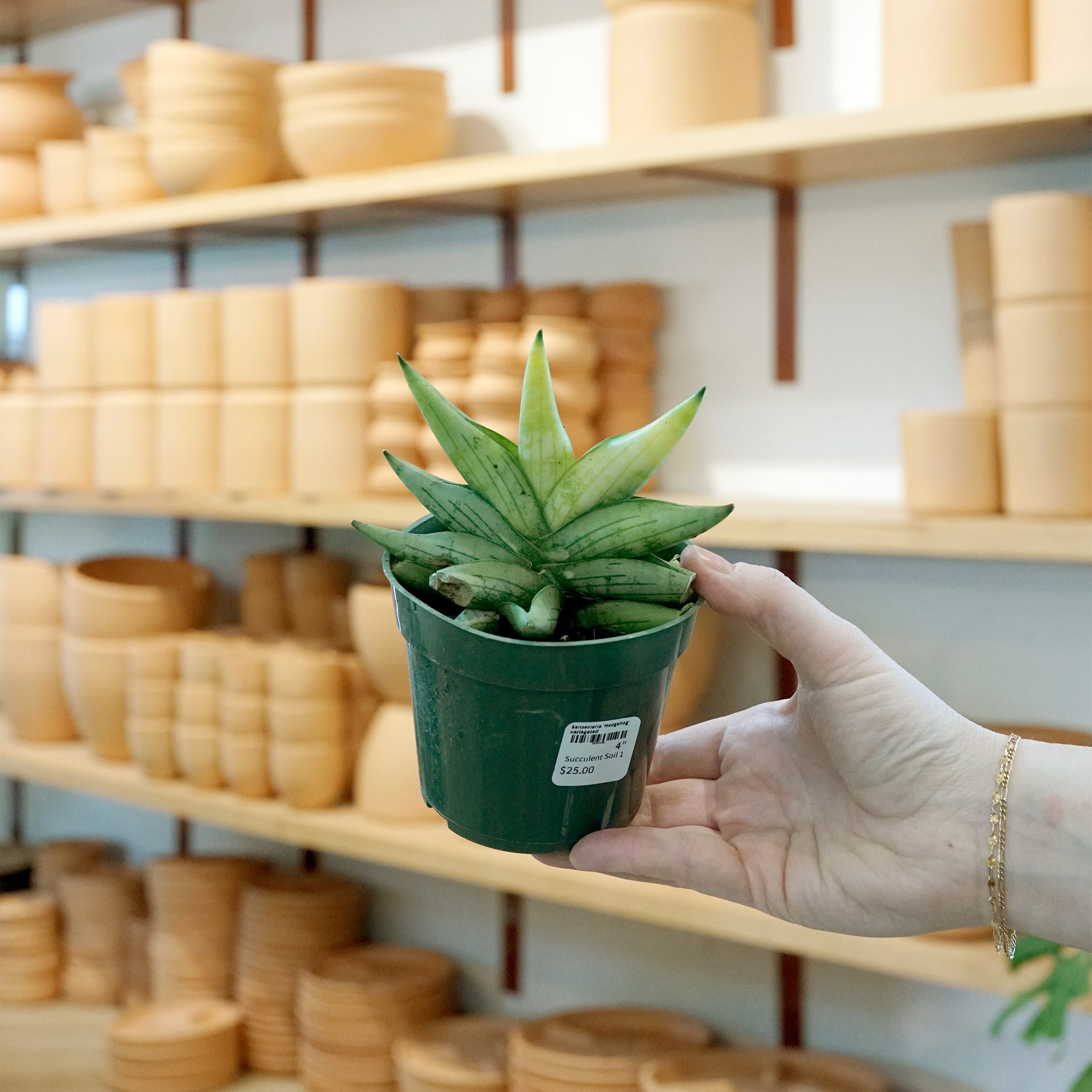 Sansevieria 'Hedgehog' variegated