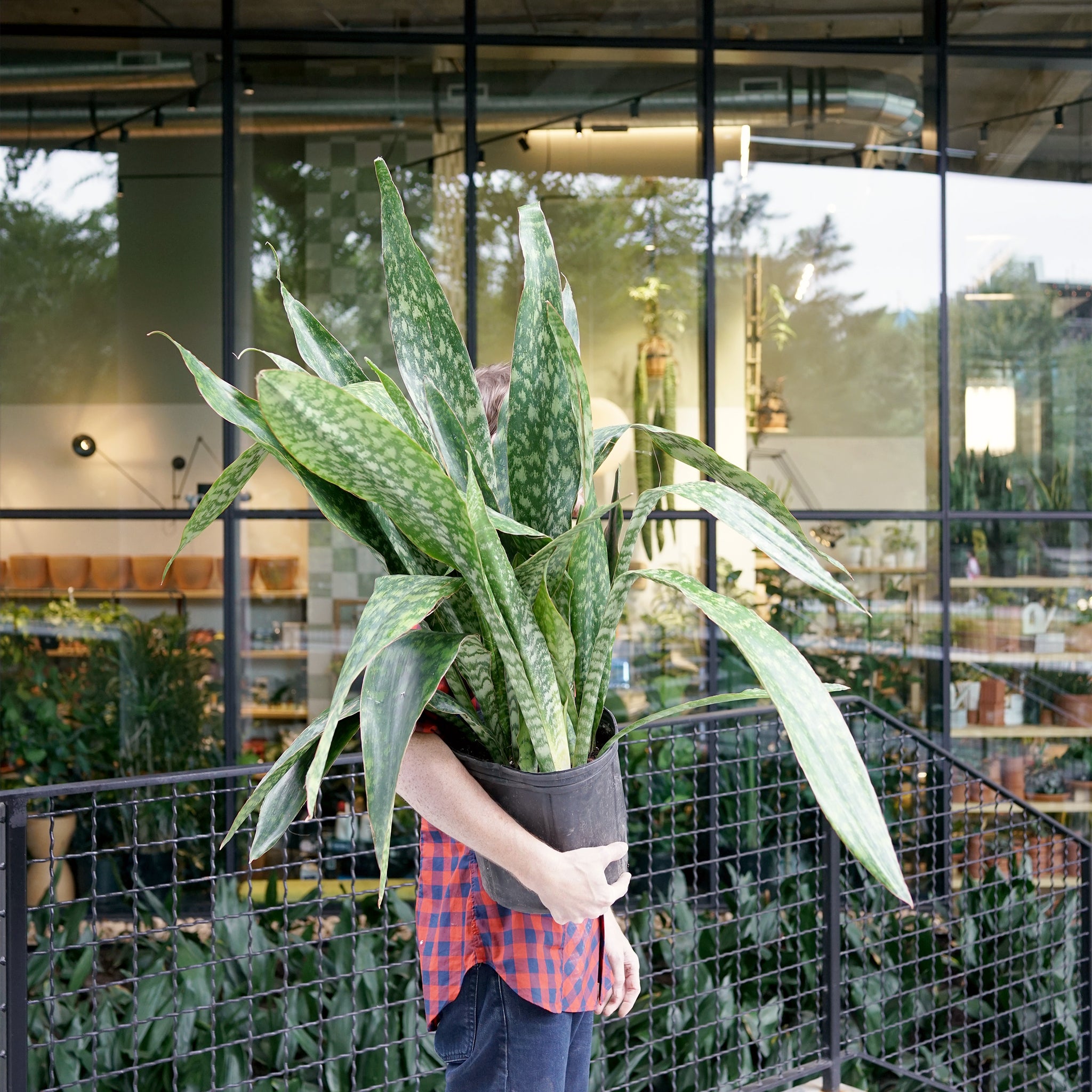 Sansevieria 'Jaboa'