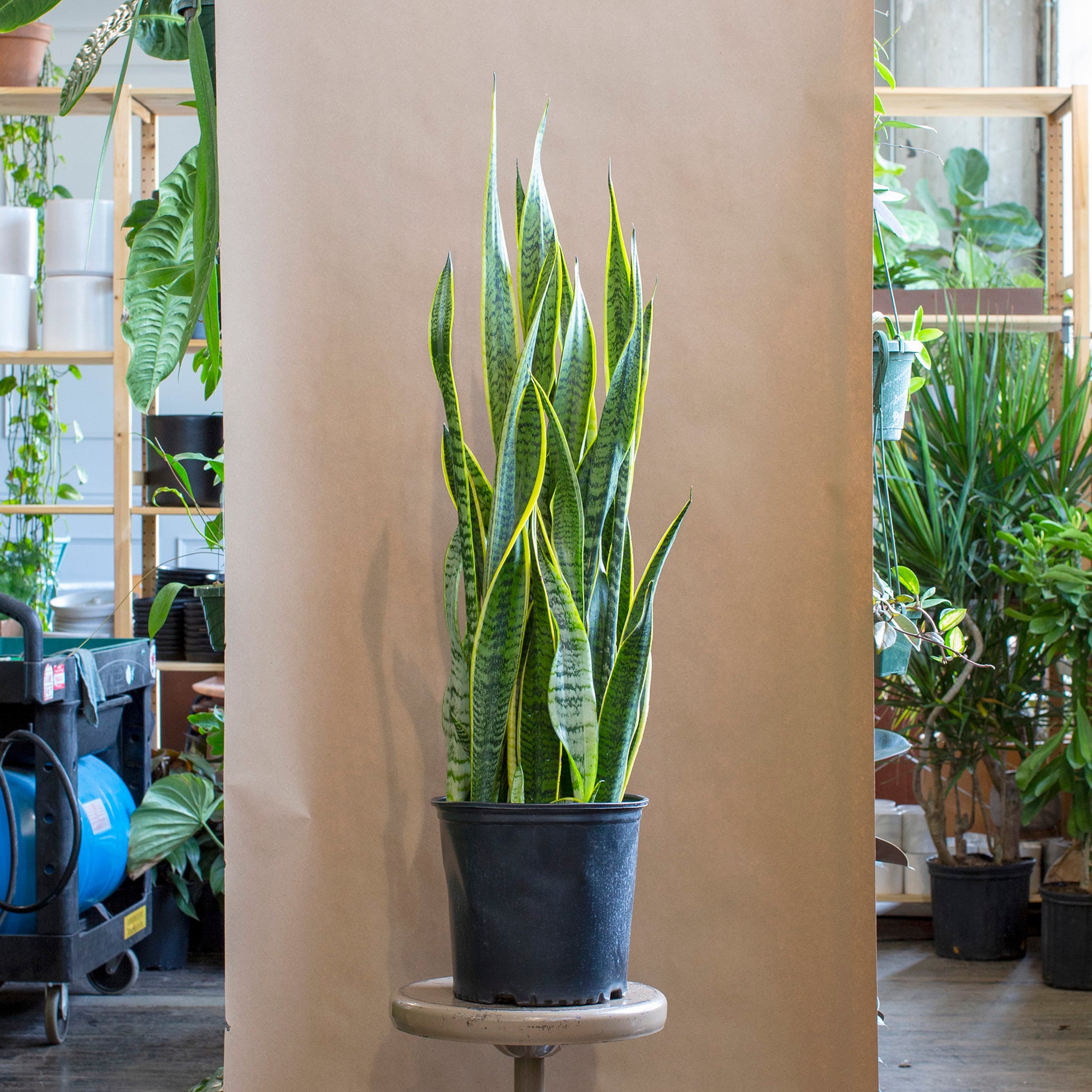 atlanta snake plant Sansevieria trifasciata 'Laurentii'