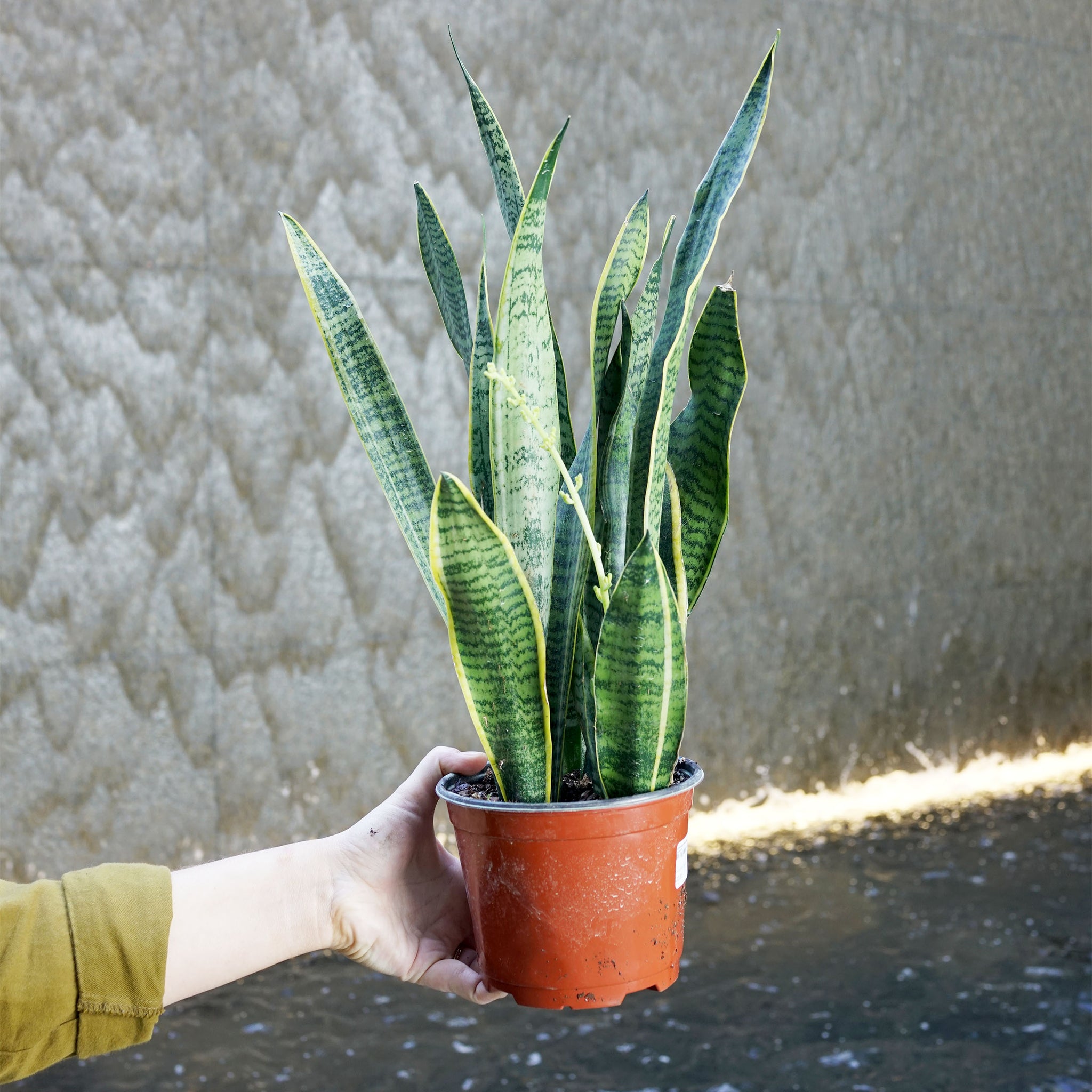 Sansevieria trifasciata 'Laurentii'