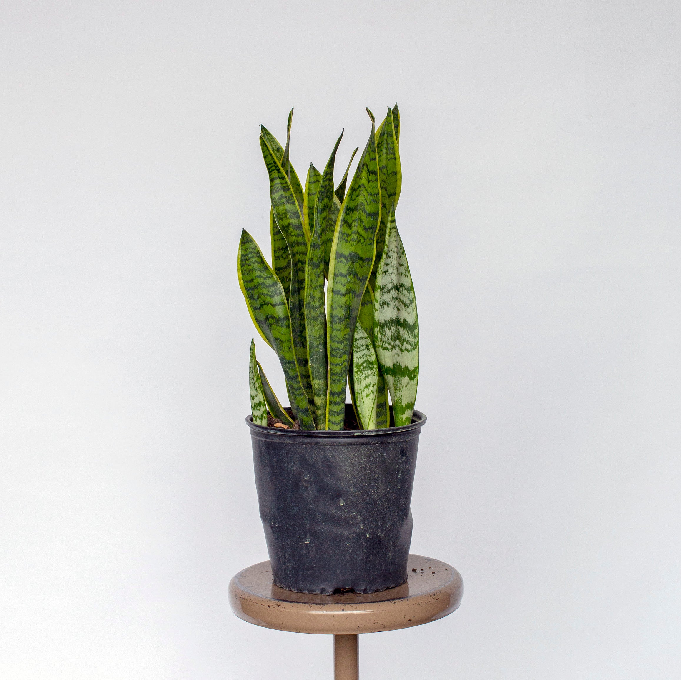 atlanta snake plant Sansevieria trifasciata 'Laurentii' – The Victorian Atlanta