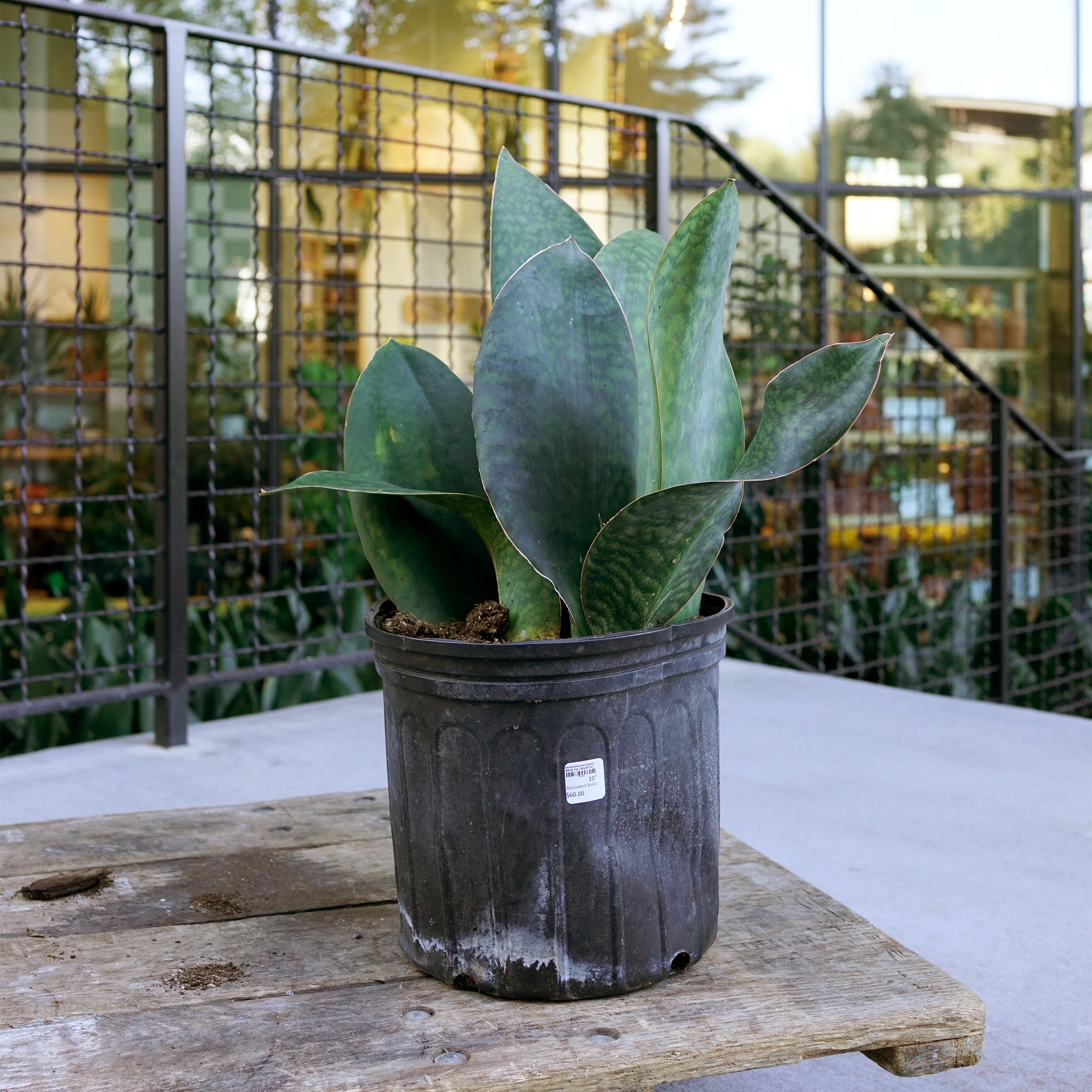 whale fin sansevieria varieties Sansevieria masoniana (Whale Fin)