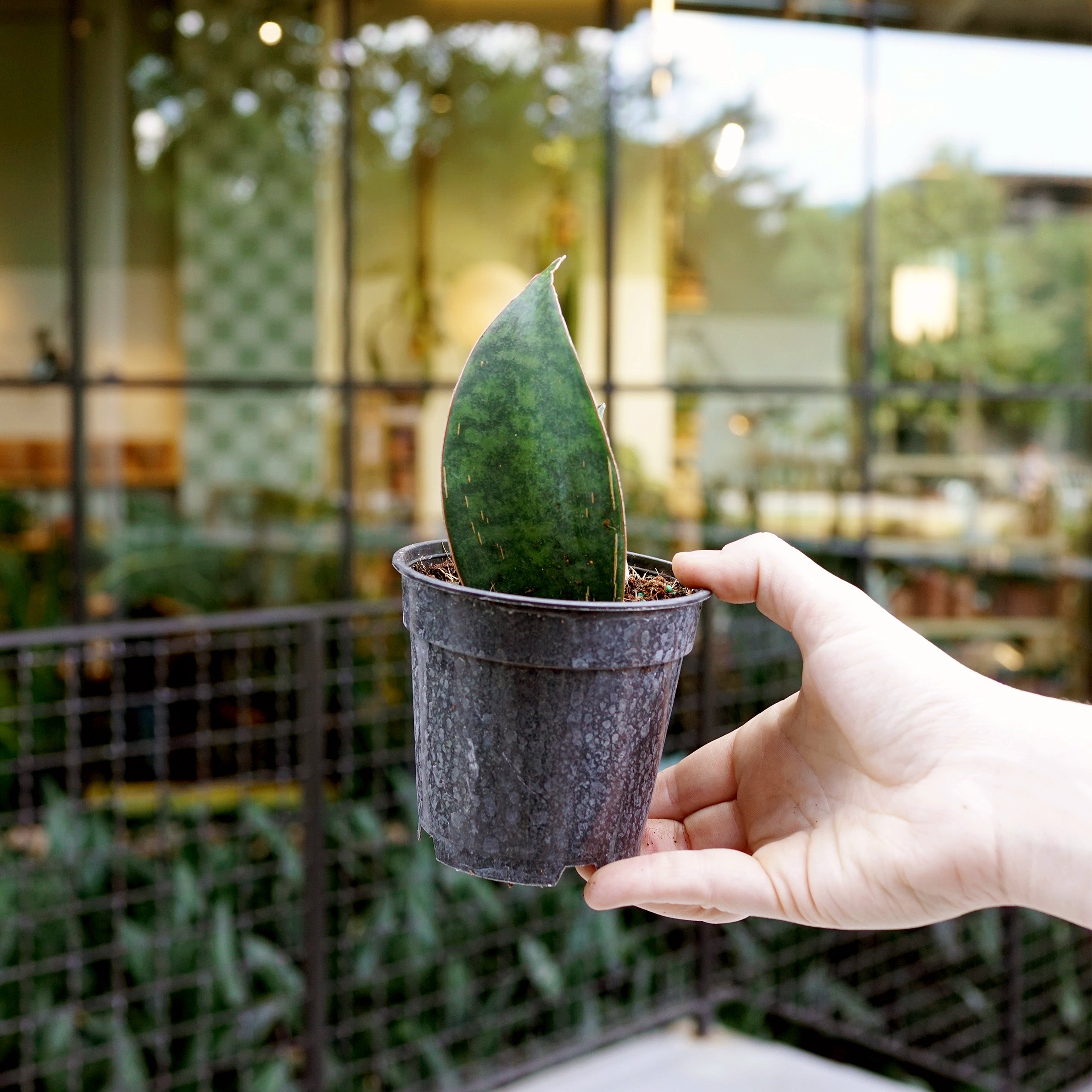 Sansevieria masoniana (Whale Fin) – The Victorian Atlanta