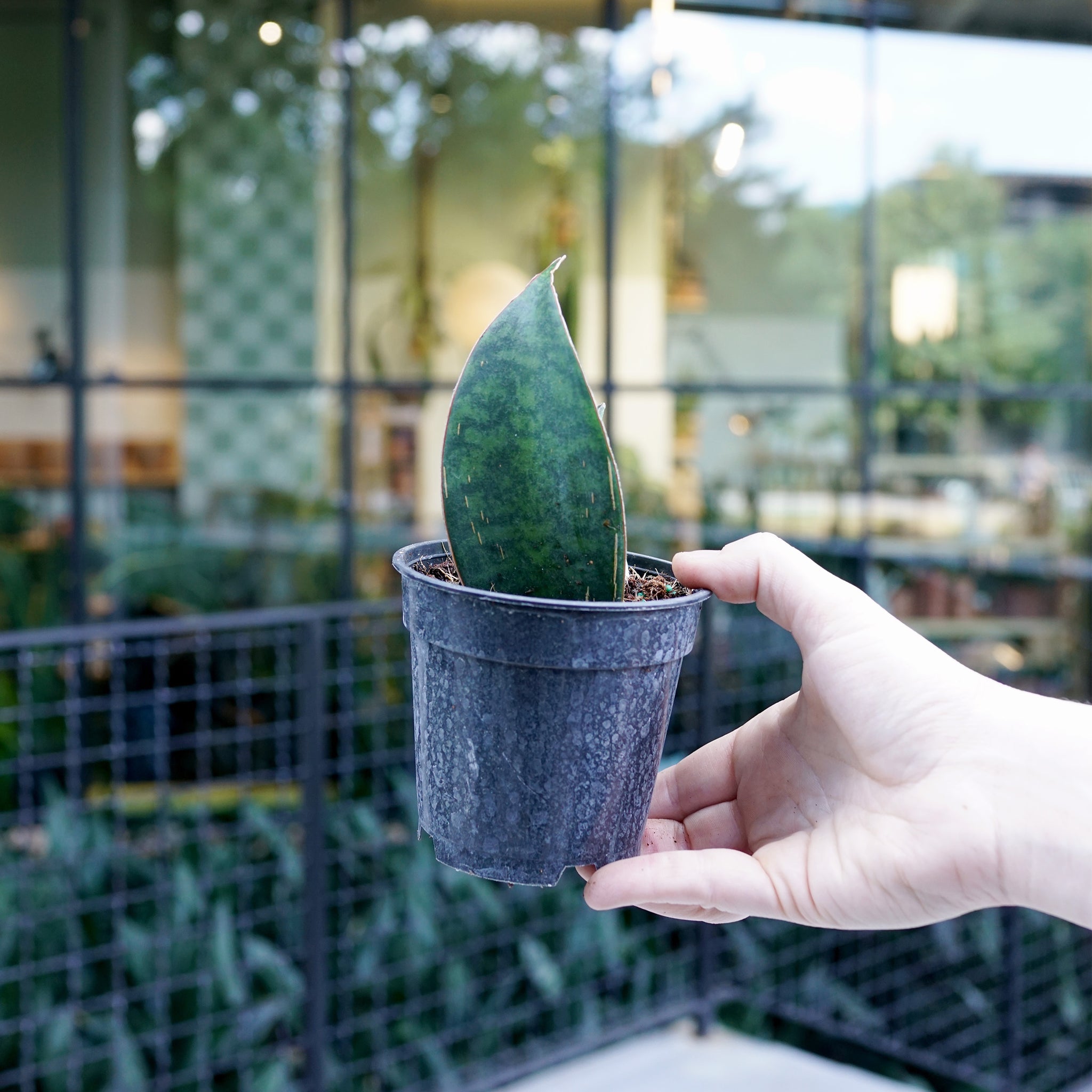 Sansevieria masoniana (Whale Fin / Shark Fin)