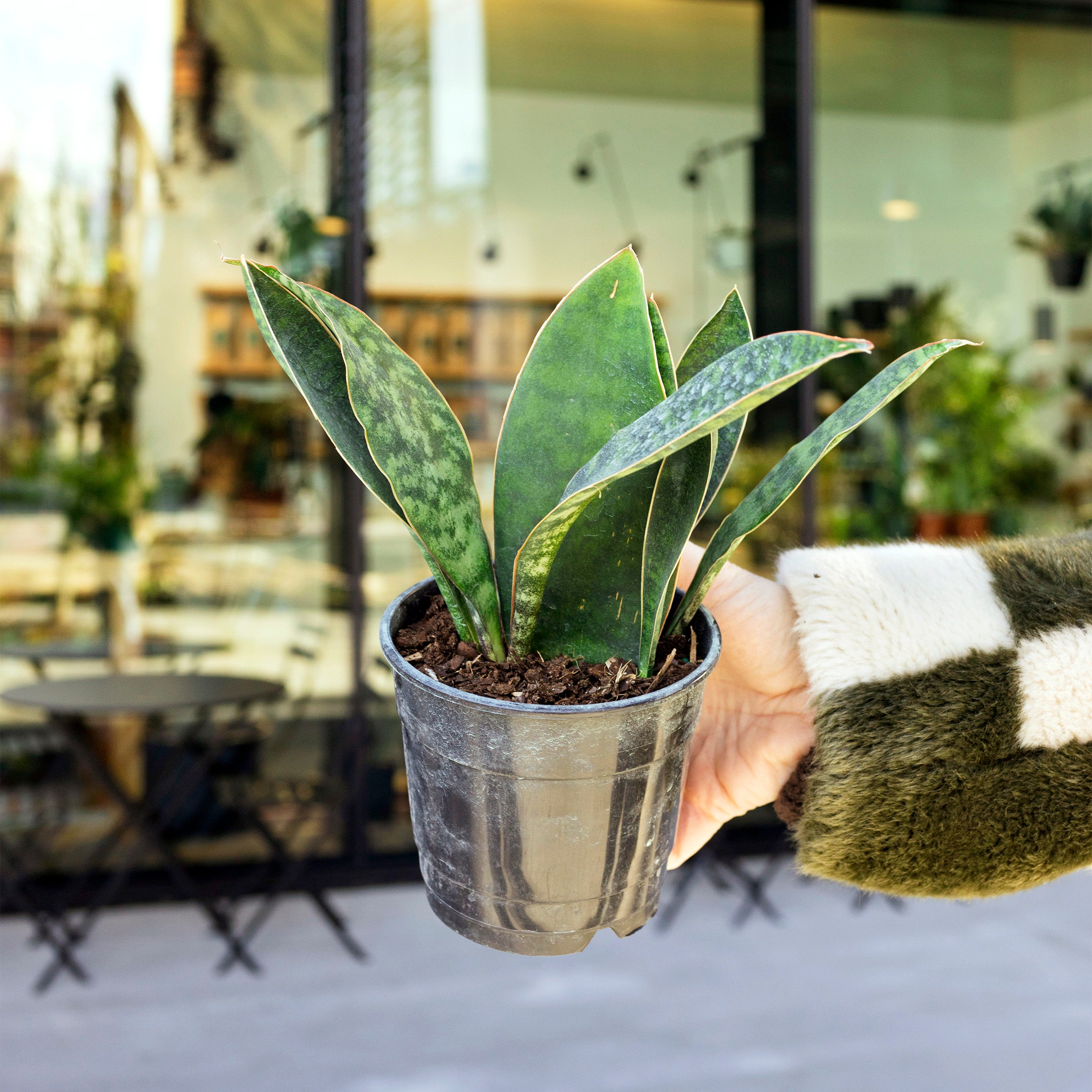 Sansevieria masoniana (Whale Fin) – The Victorian Atlanta